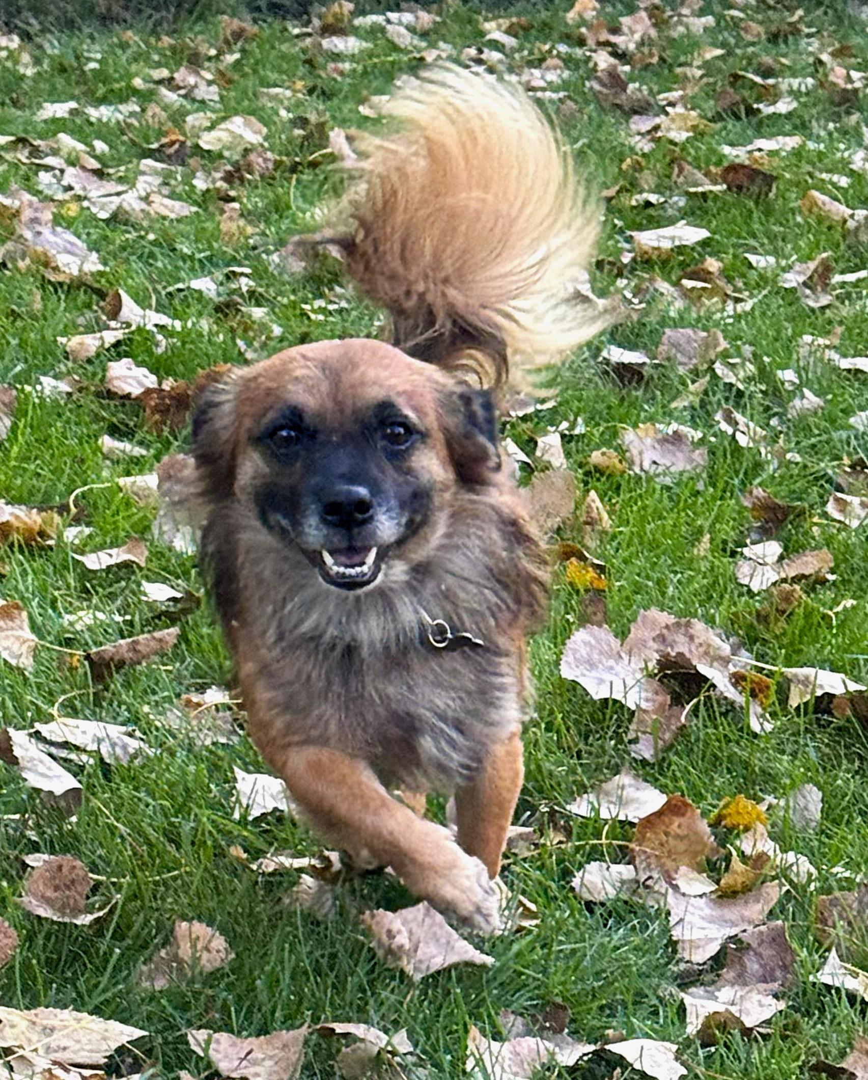 Enlarge Fozzie, a Adoptable mixed breed in Lisbon, IA image 4/5