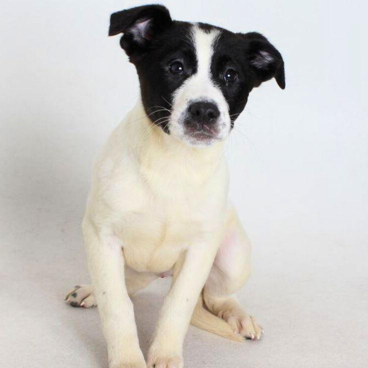 Olivia, Adopted, Young Female Border Collie.