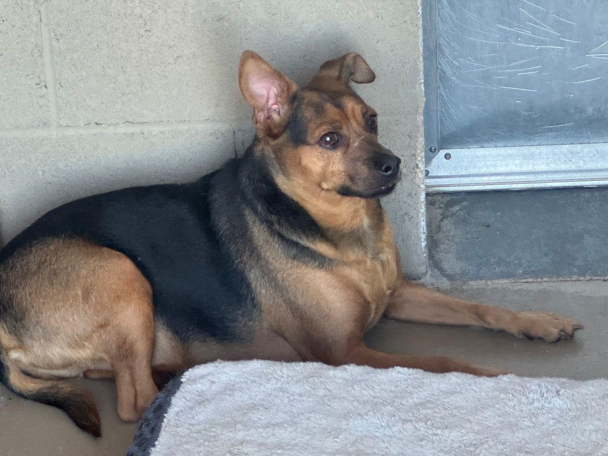 Little Boy, Adoptable, Adult Male Miniature Pinscher.