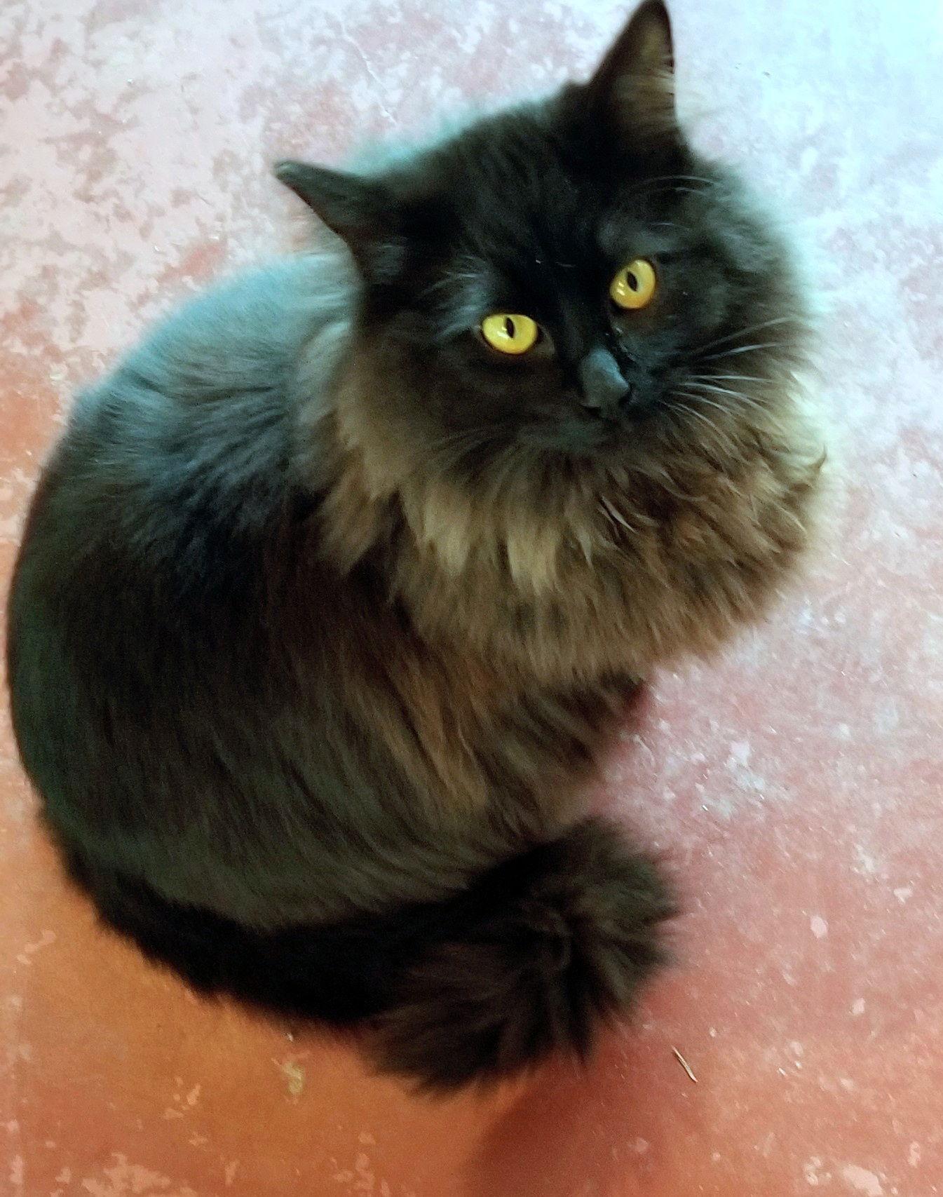 2 SIBLINGS #1747 -Offered by Owner- Young in/out, Adoptable, Young Female Domestic Medium Hair & Tuxedo.