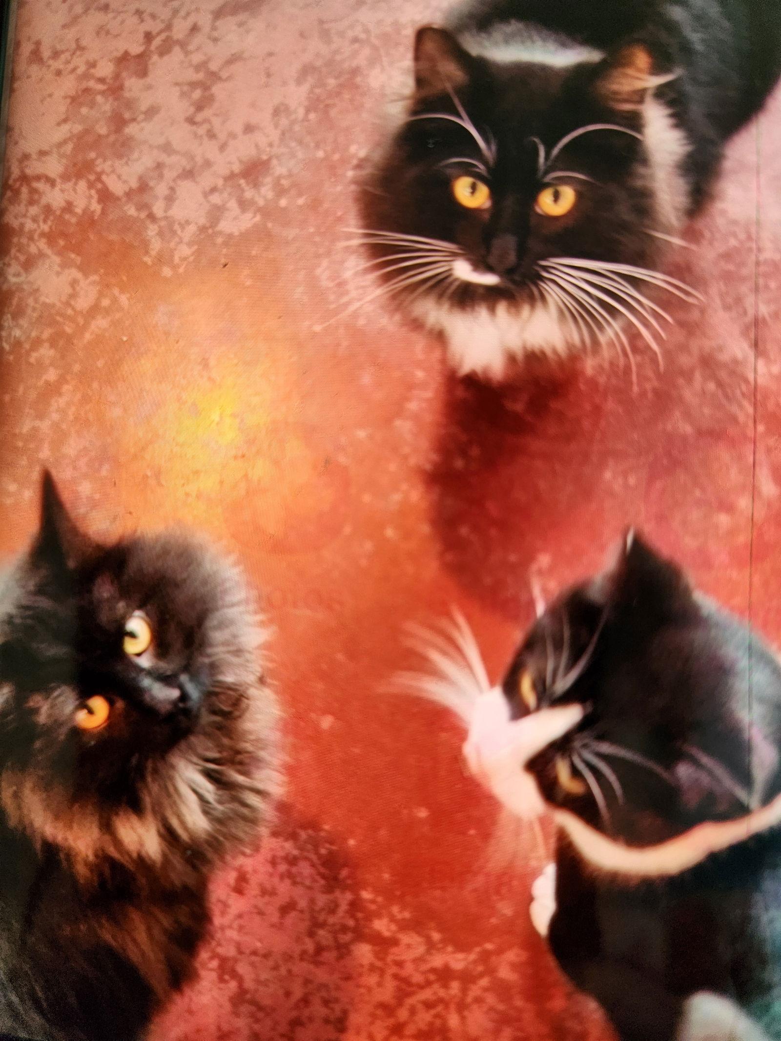 Enlarge 3 SIBLINGS #1747 -Offered by Owner- Young in/out, a Adoptable mixed breed in Hillsboro, OR image 1/3