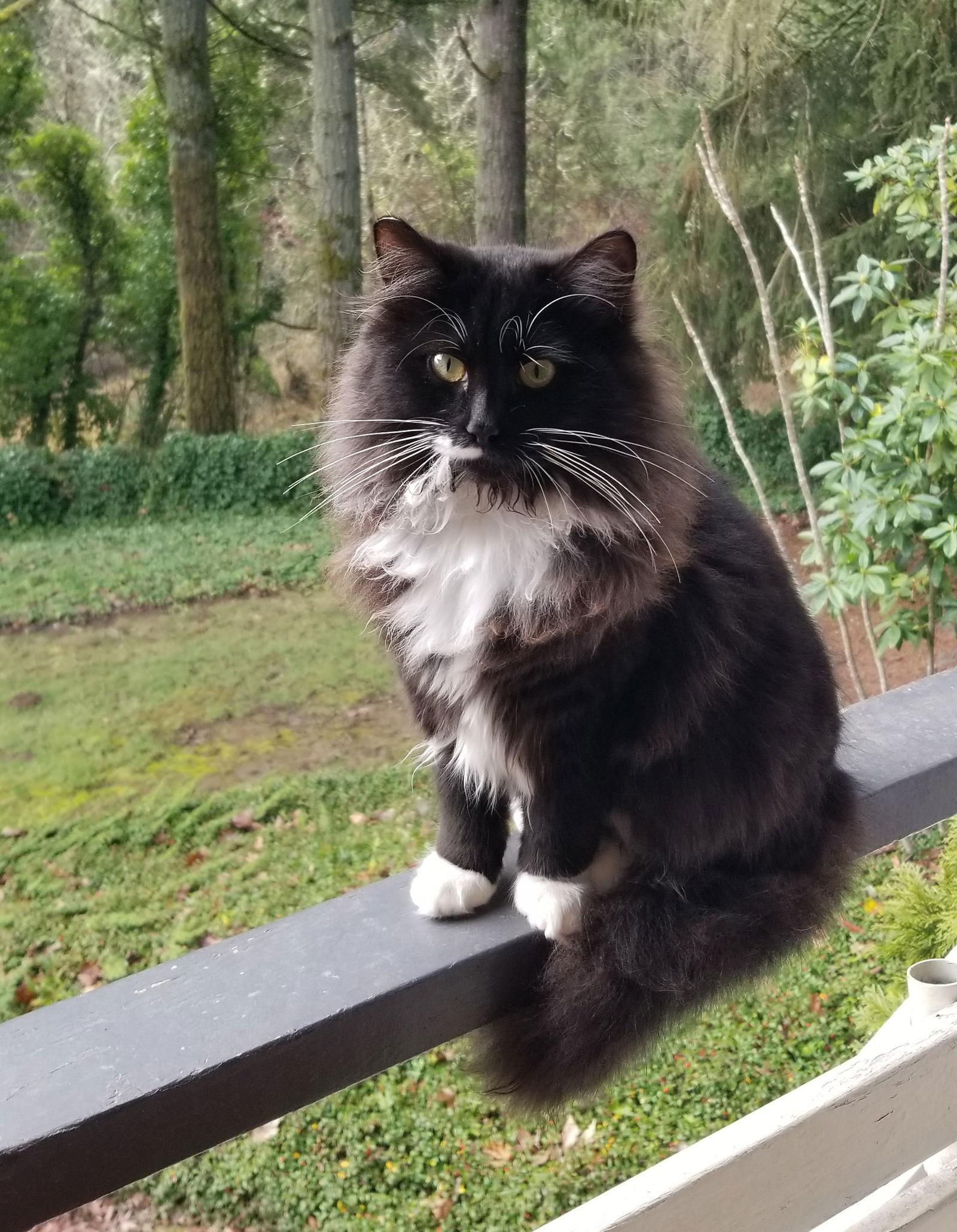 Enlarge 3 SIBLINGS #1747 -Offered by Owner- Young in/out, a Adoptable mixed breed in Hillsboro, OR image 3/3