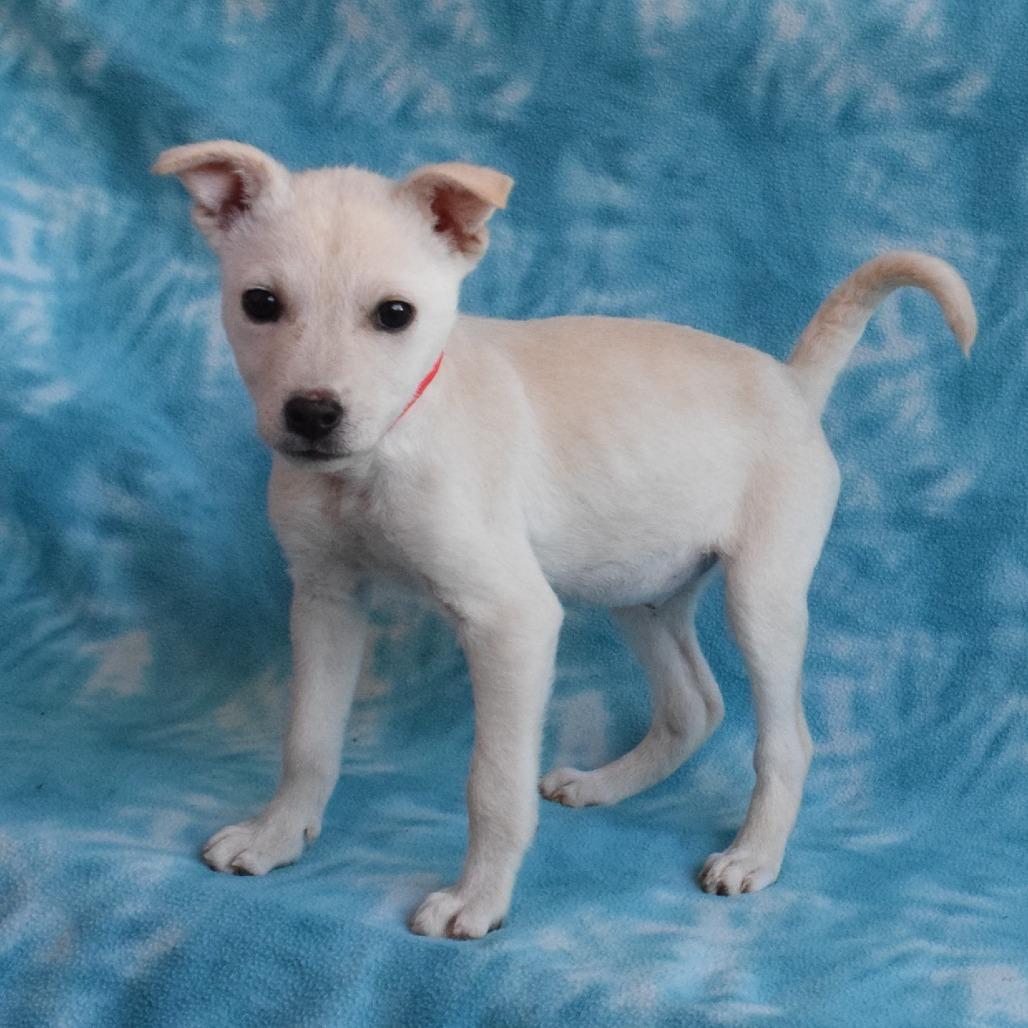 Enlarge Sadie, a Adoptable mixed breed in Eureka, CA image 1/3