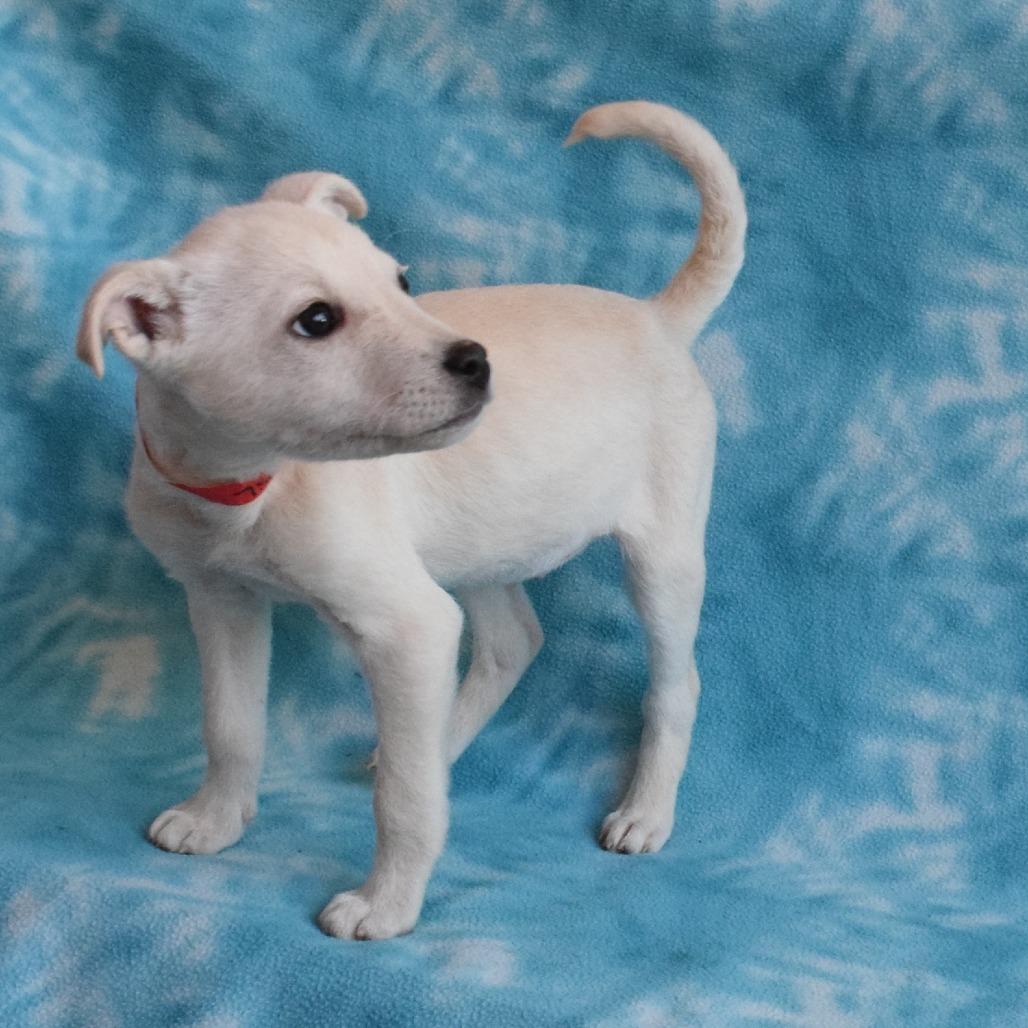 Enlarge Sadie, a Adoptable mixed breed in Eureka, CA image 2/3