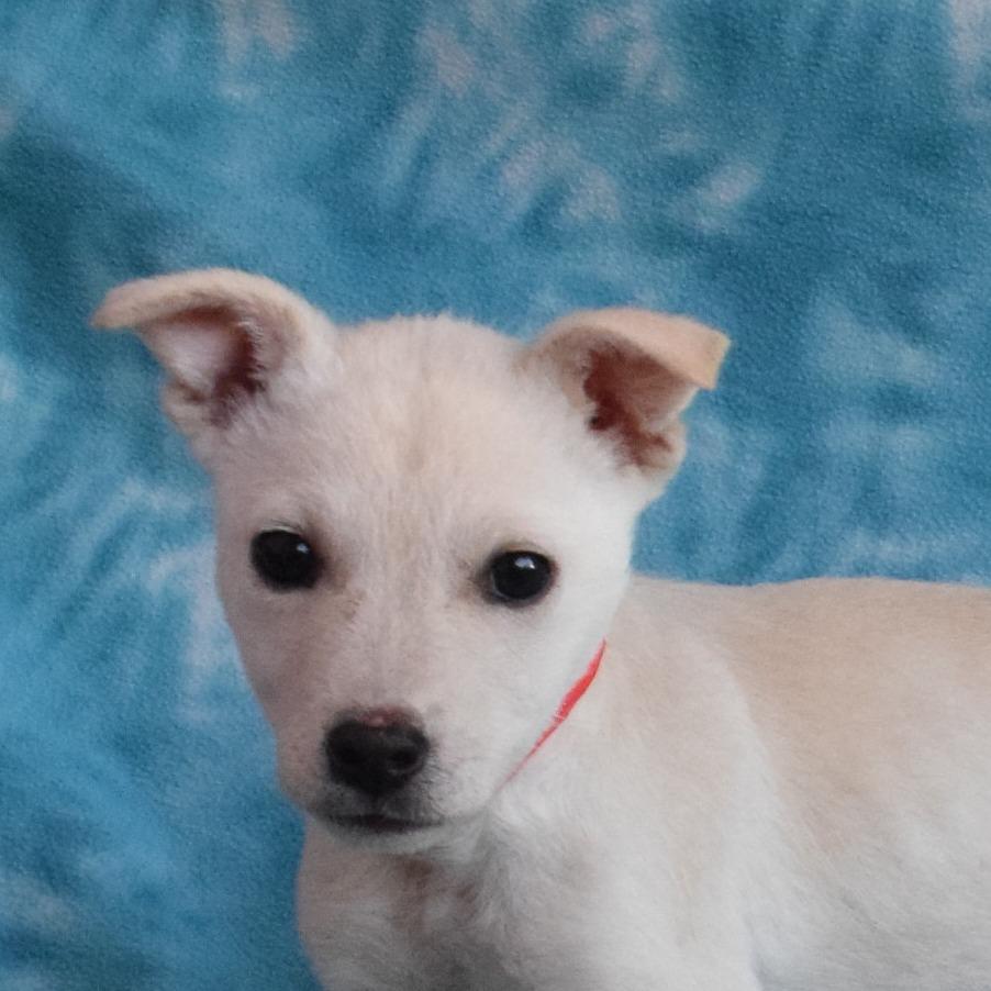 Enlarge Sadie, a Adoptable mixed breed in Eureka, CA image 3/3