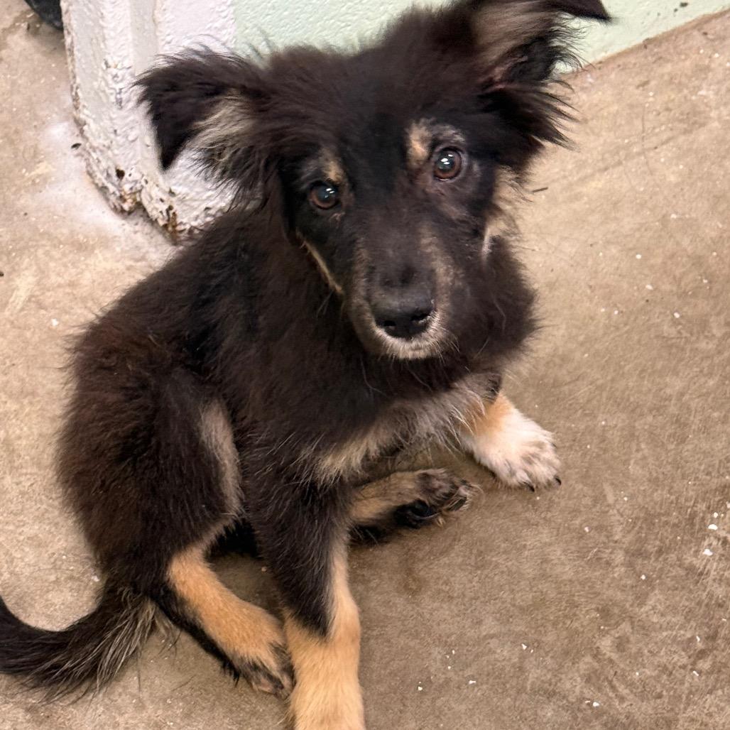 Otto, Adoptable, Puppy Male German Shepherd Dog.