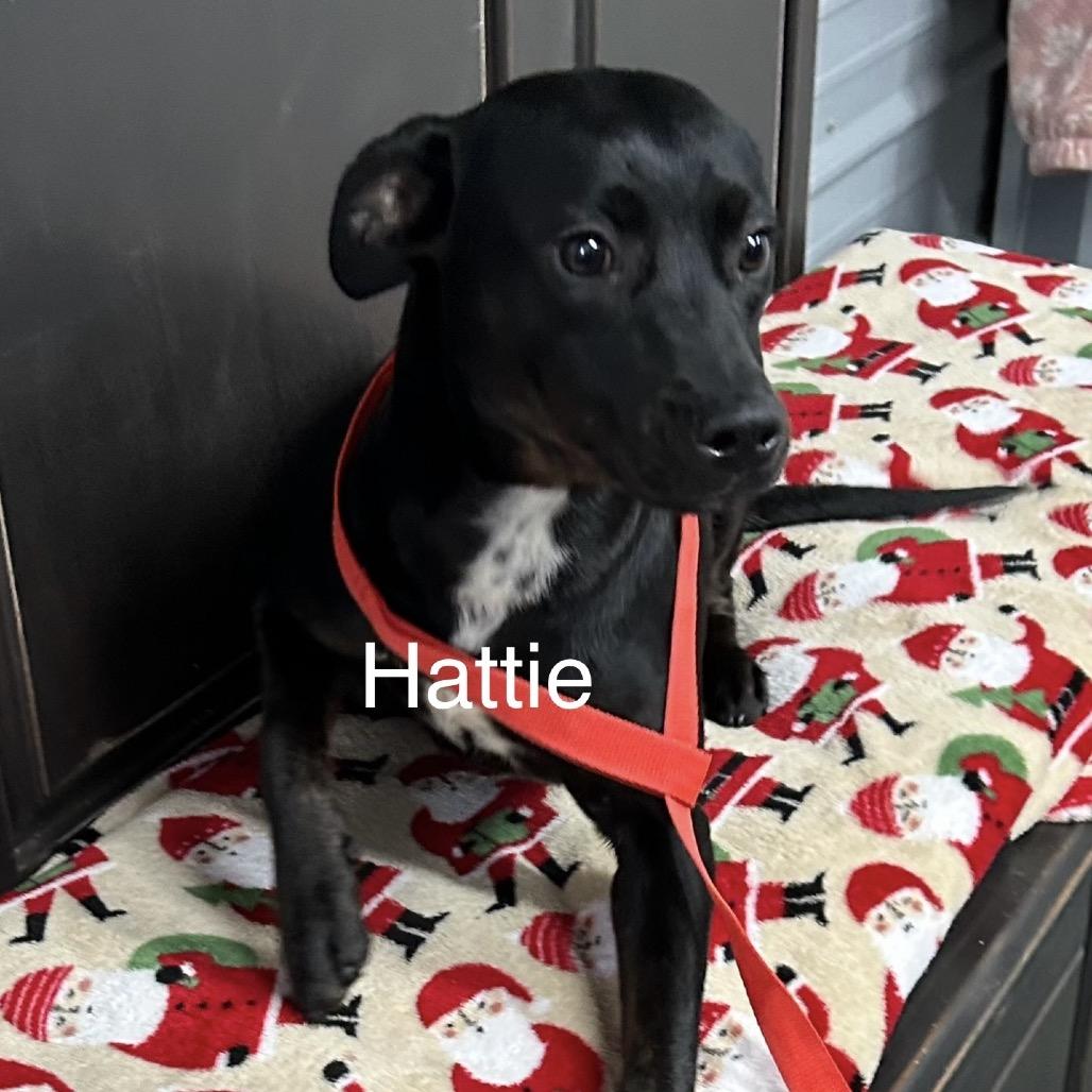 Enlarge Hattie, a Adoptable Black Labrador Retriever in Princeton, KY image 1/3