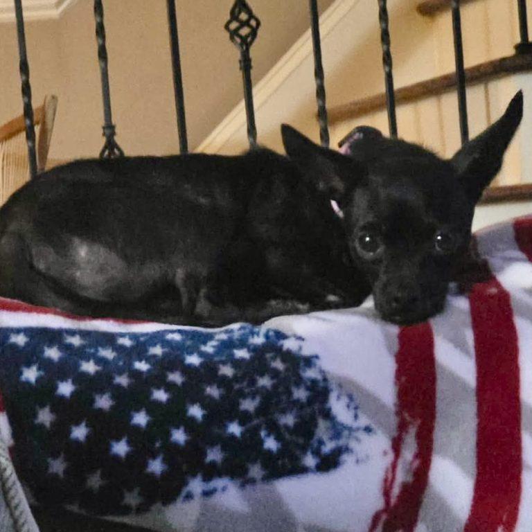 Penny, a Adoptable Chihuahua in Holly Springs, NC image 1/3