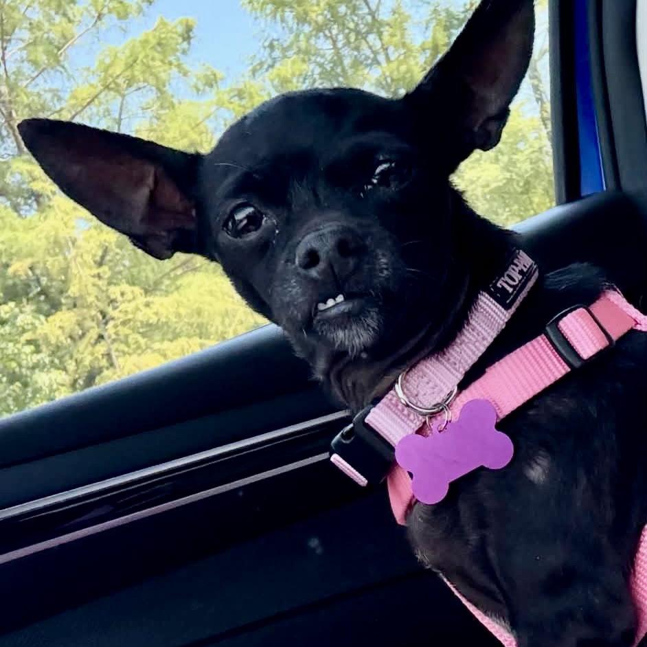 Penny, a Adoptable Chihuahua in Holly Springs, NC image 2/3