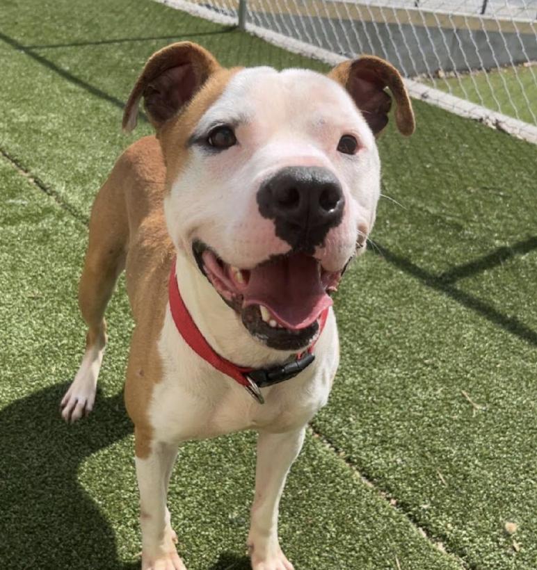 Nash, a Adoptable mixed breed in Roswell, GA image 1/3