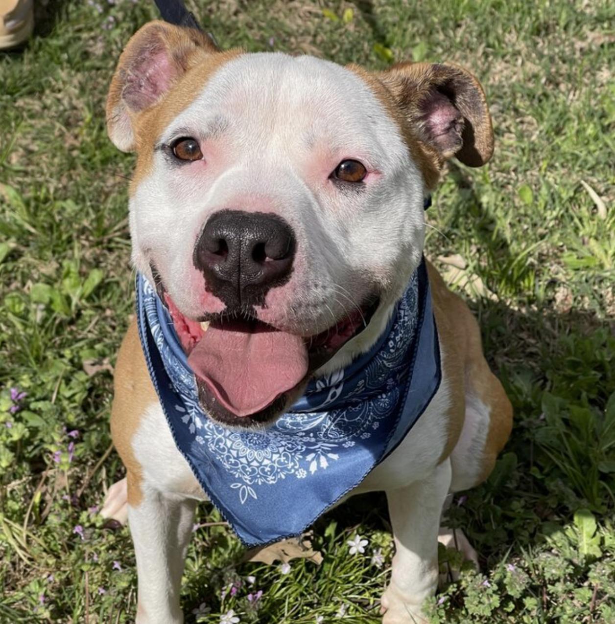 Nash, a Adoptable mixed breed in Roswell, GA image 2/3