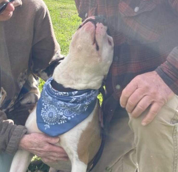 Nash, Adoptable, Adult Male Bulldog & Pit Bull Terrier.