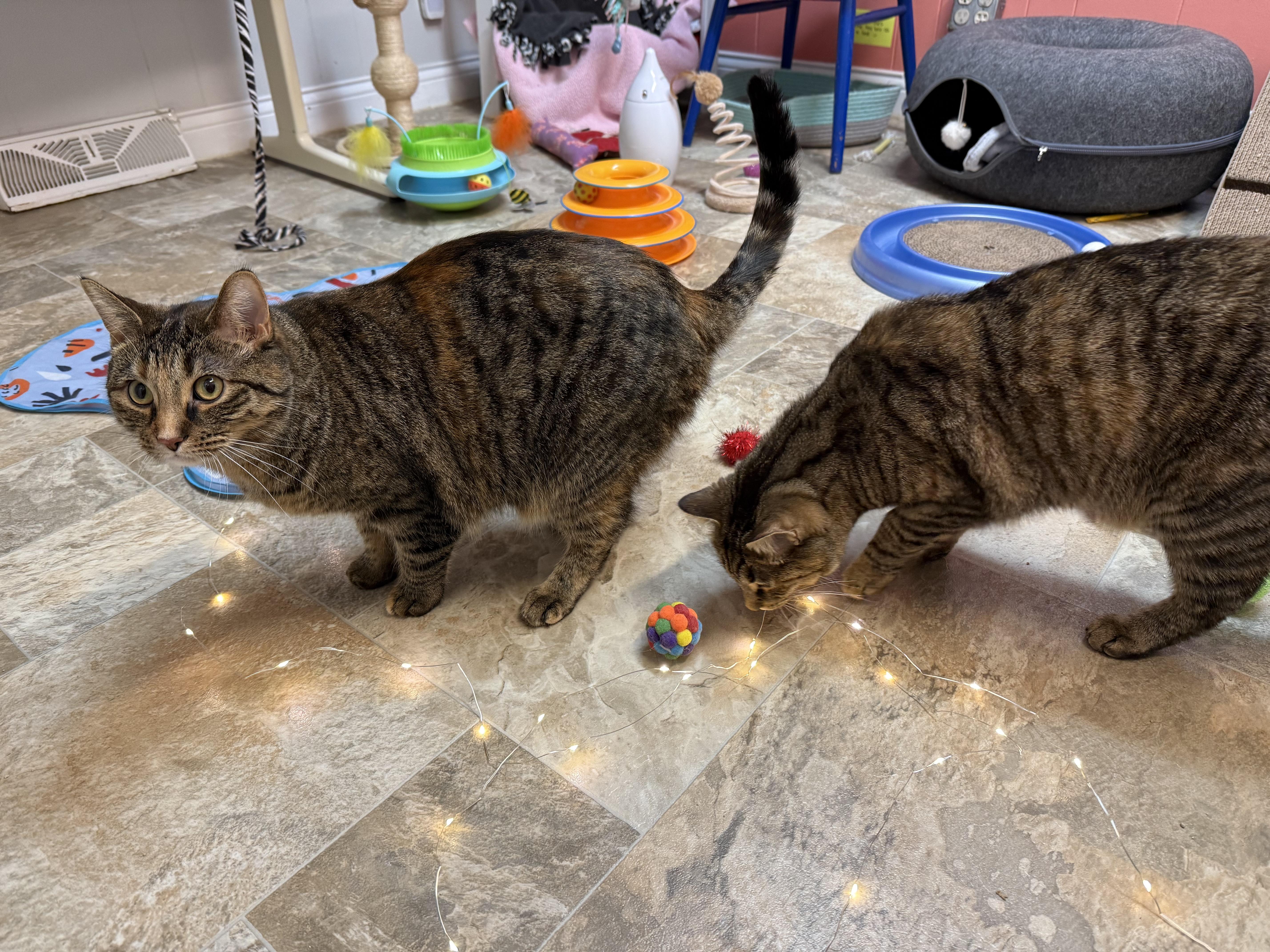 Enlarge Ash and Ember, a ADOPTABLE Domestic Short Hair in Neenah, WI image 6/6