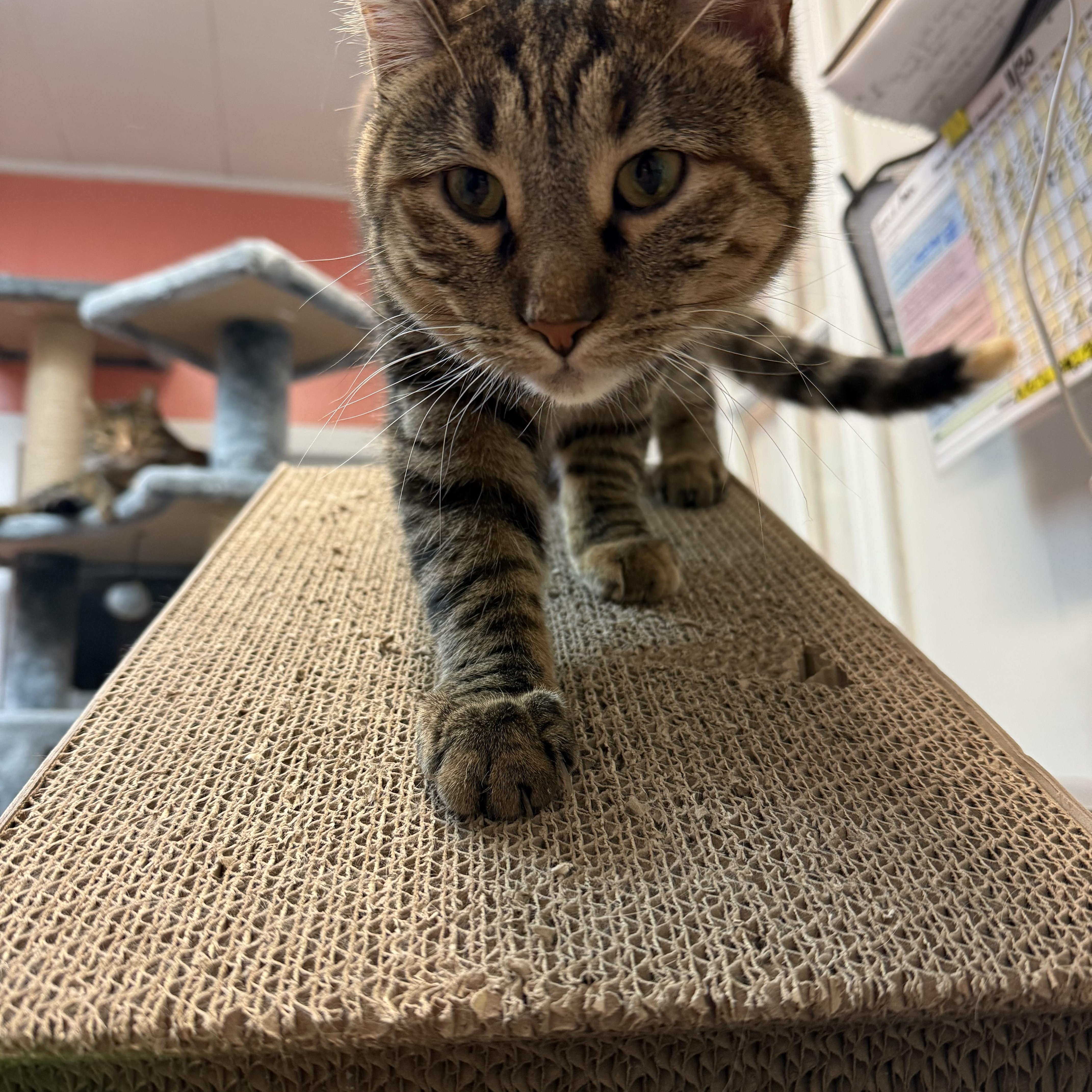 Ash and Ember, ADOPTABLE, Young Female Domestic Short Hair.