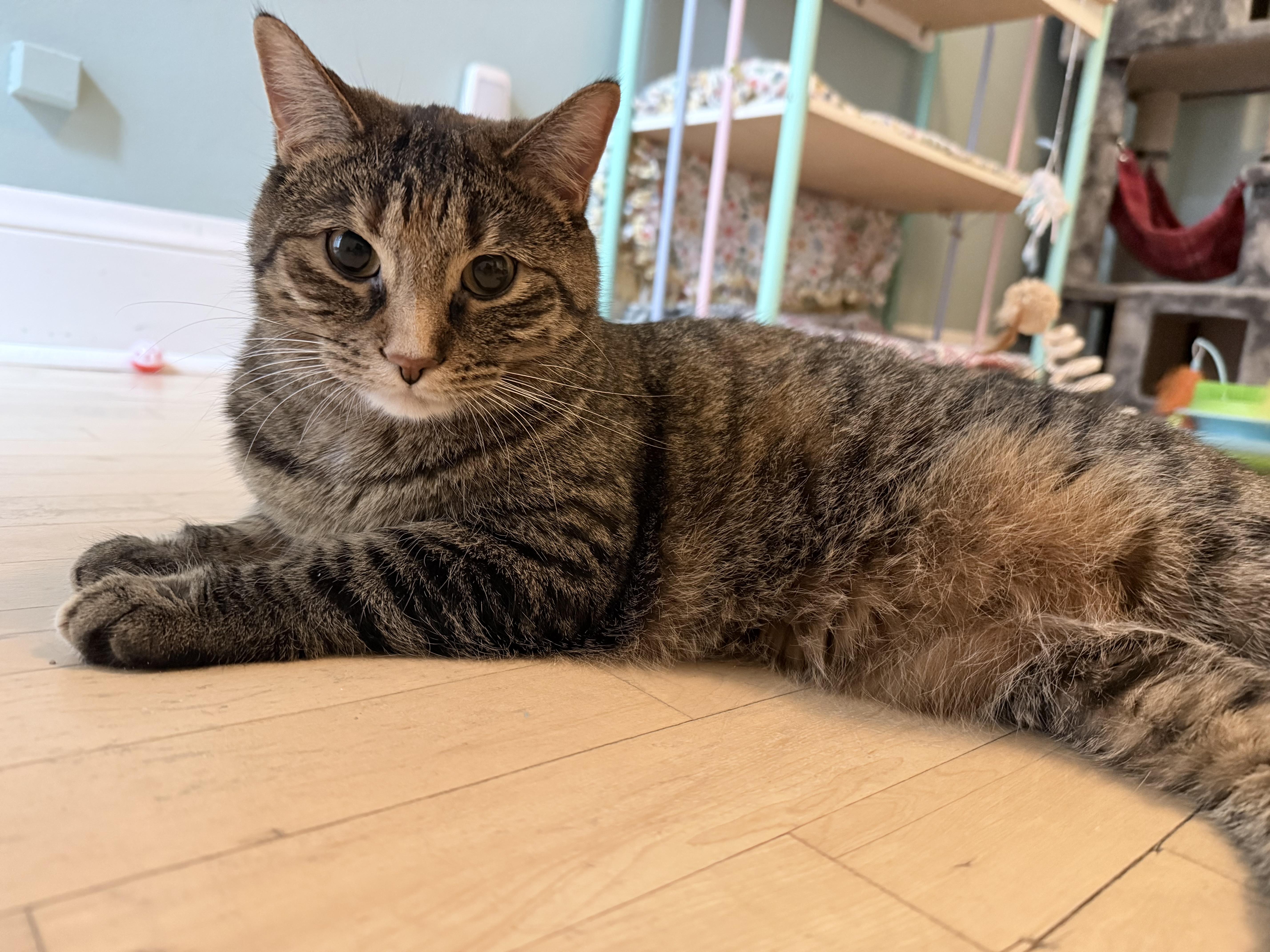 Enlarge Ash and Ember, a ADOPTABLE Domestic Short Hair in Neenah, WI image 5/6