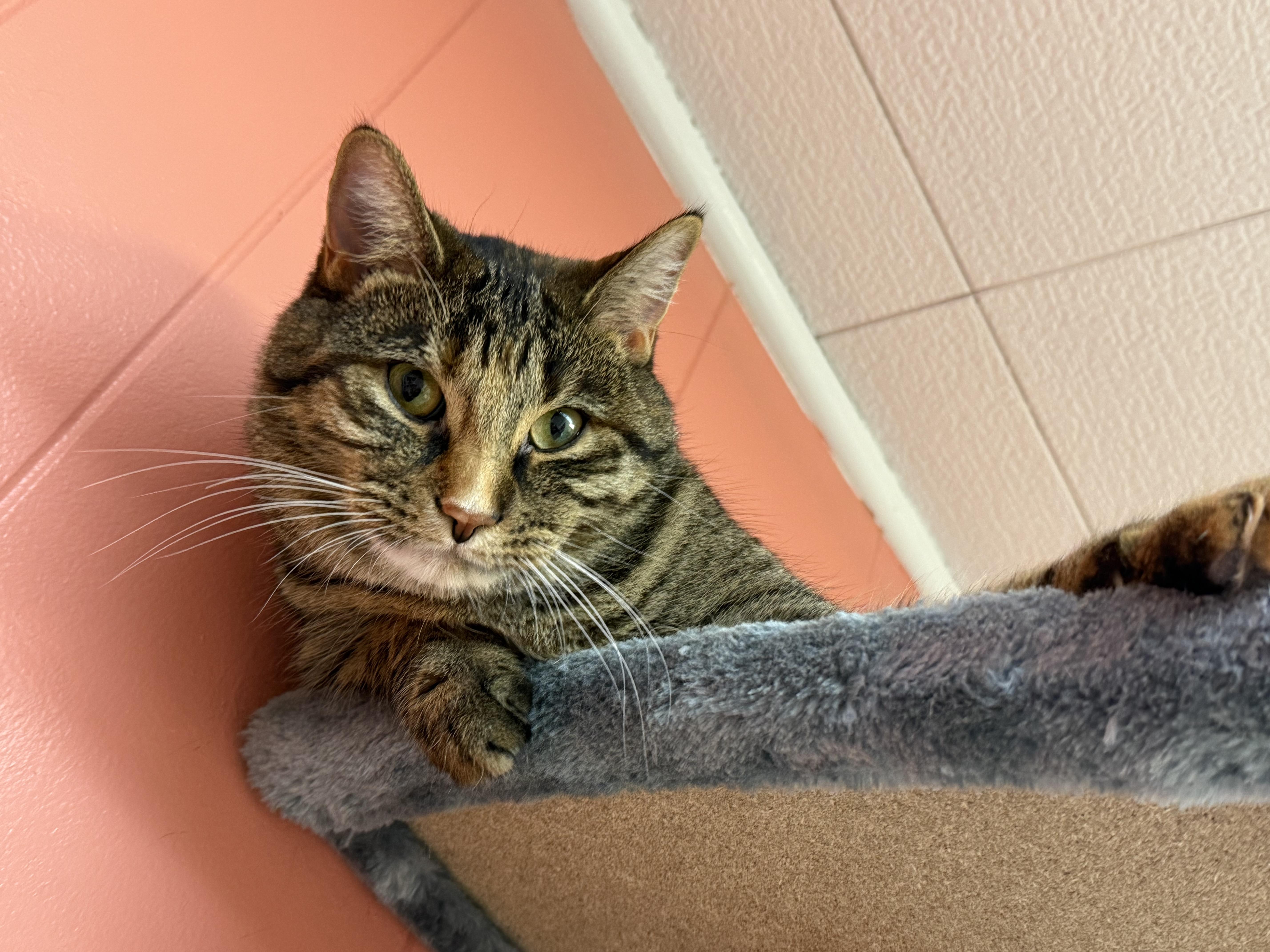 Enlarge Ash and Ember, a ADOPTABLE Domestic Short Hair in Neenah, WI image 2/6