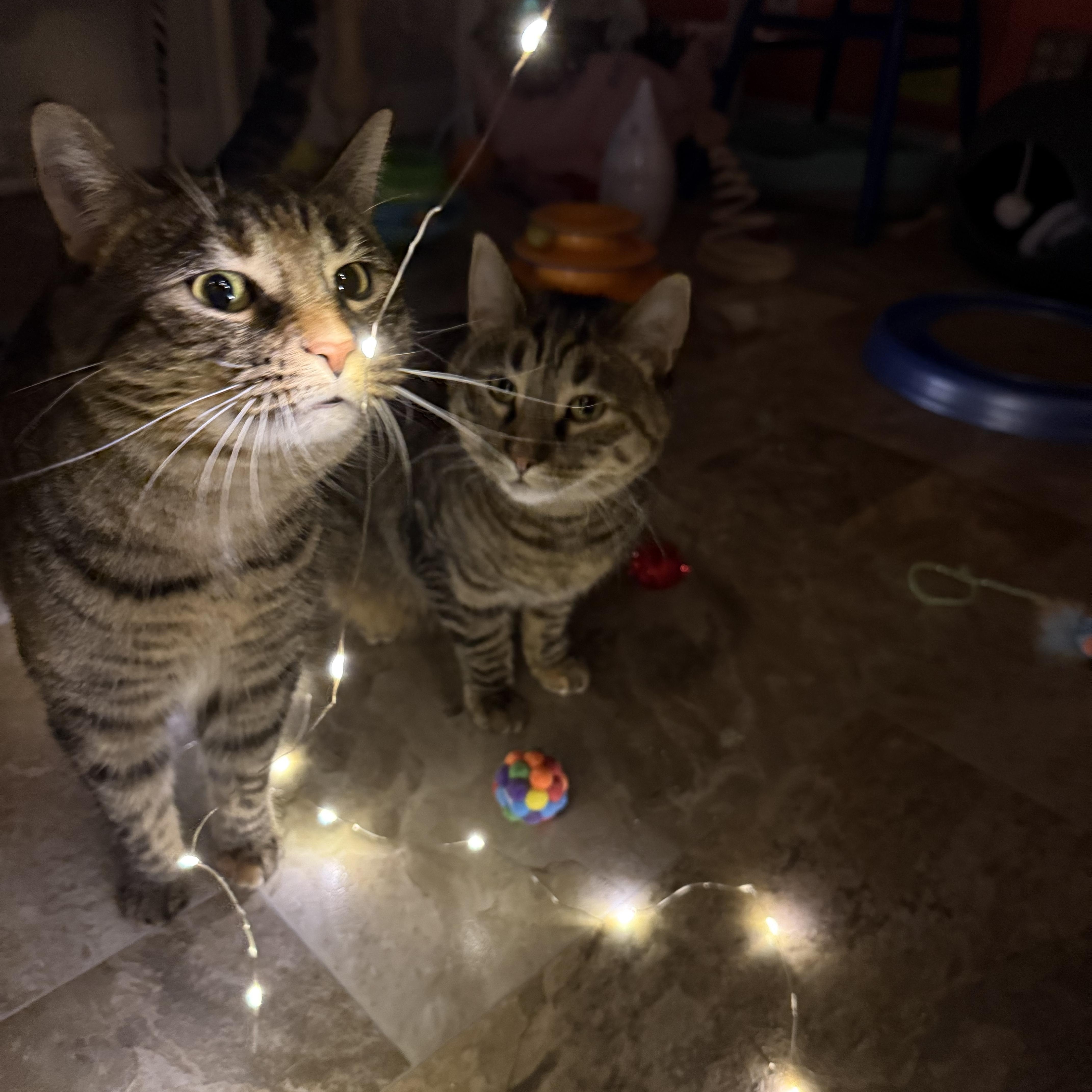Enlarge Ash and Ember, a ADOPTABLE Domestic Short Hair in Neenah, WI image 1/6