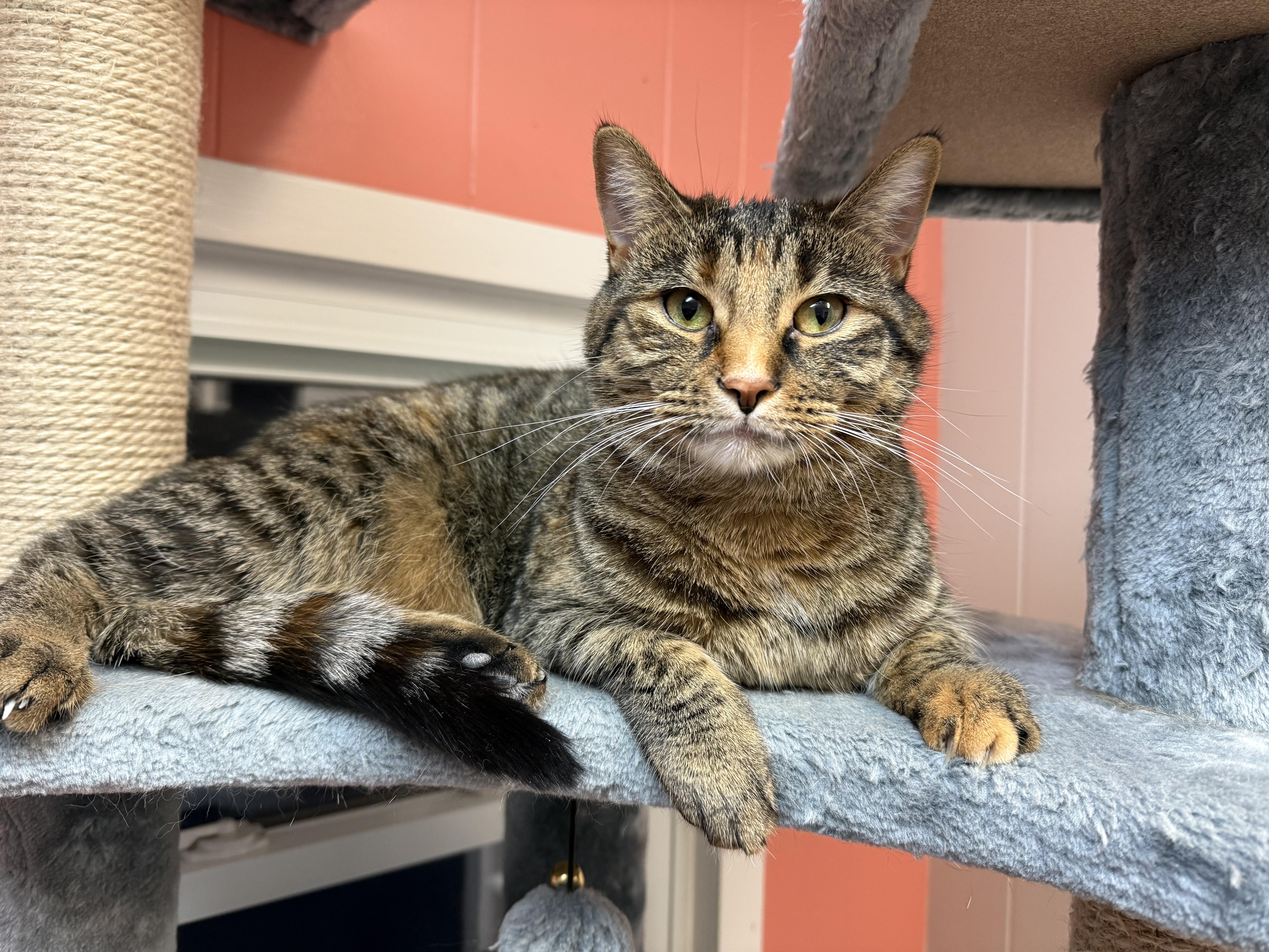 Enlarge Ash and Ember, a ADOPTABLE Domestic Short Hair in Neenah, WI image 3/6