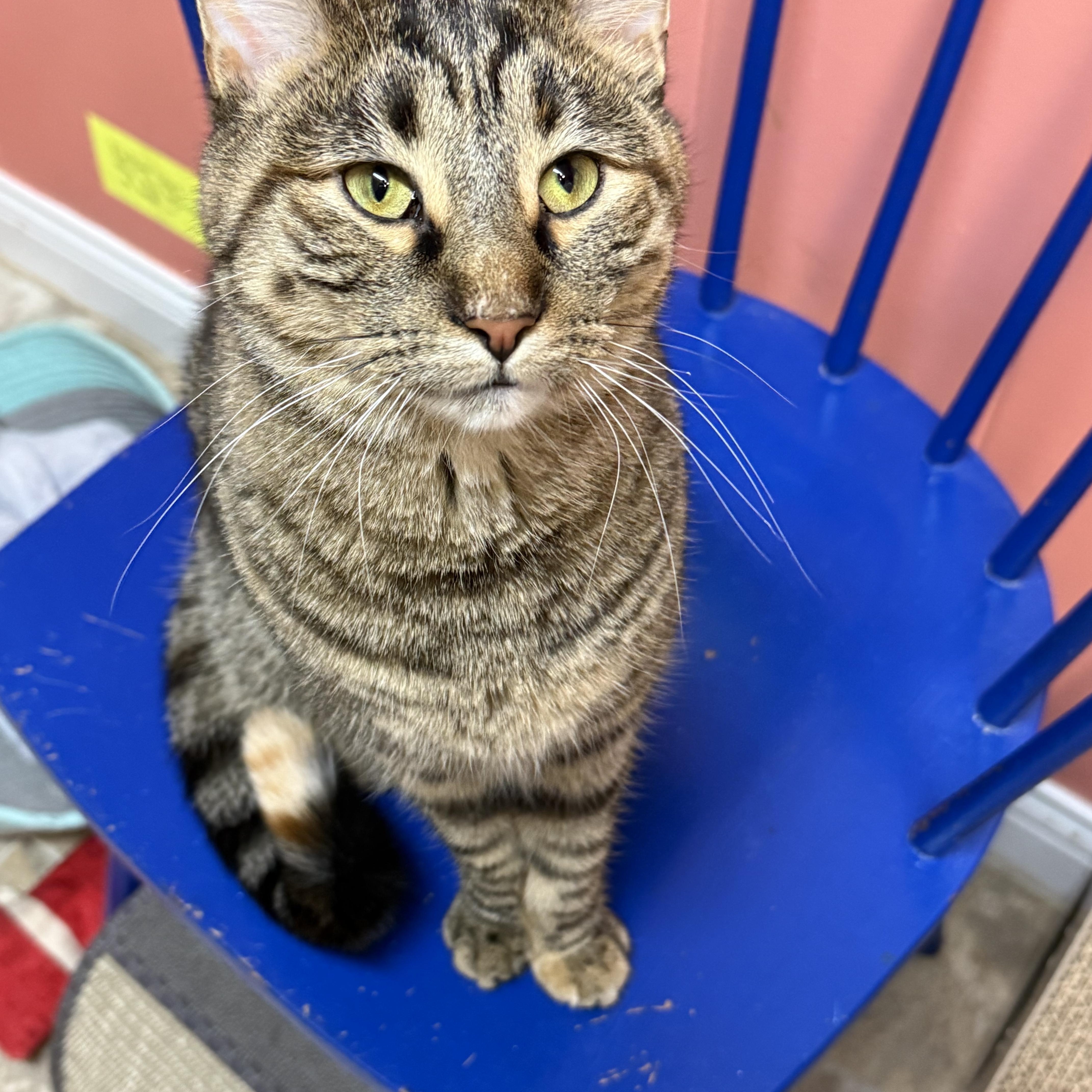 Enlarge Ash and Ember, a ADOPTABLE Domestic Short Hair in Neenah, WI image 4/6