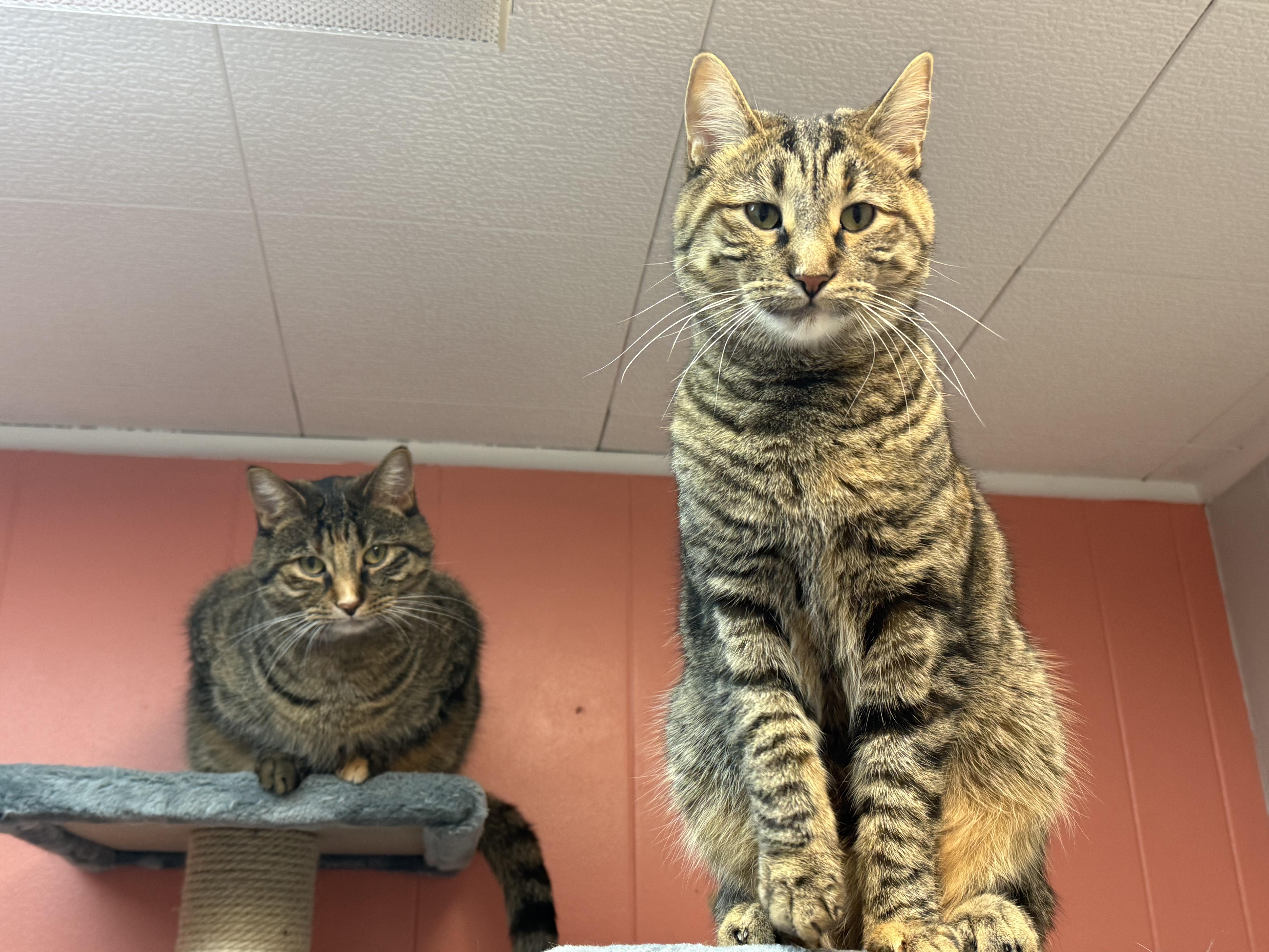 Enlarge Ash and Ember, a ADOPTABLE Domestic Short Hair in Neenah, WI image 5/6