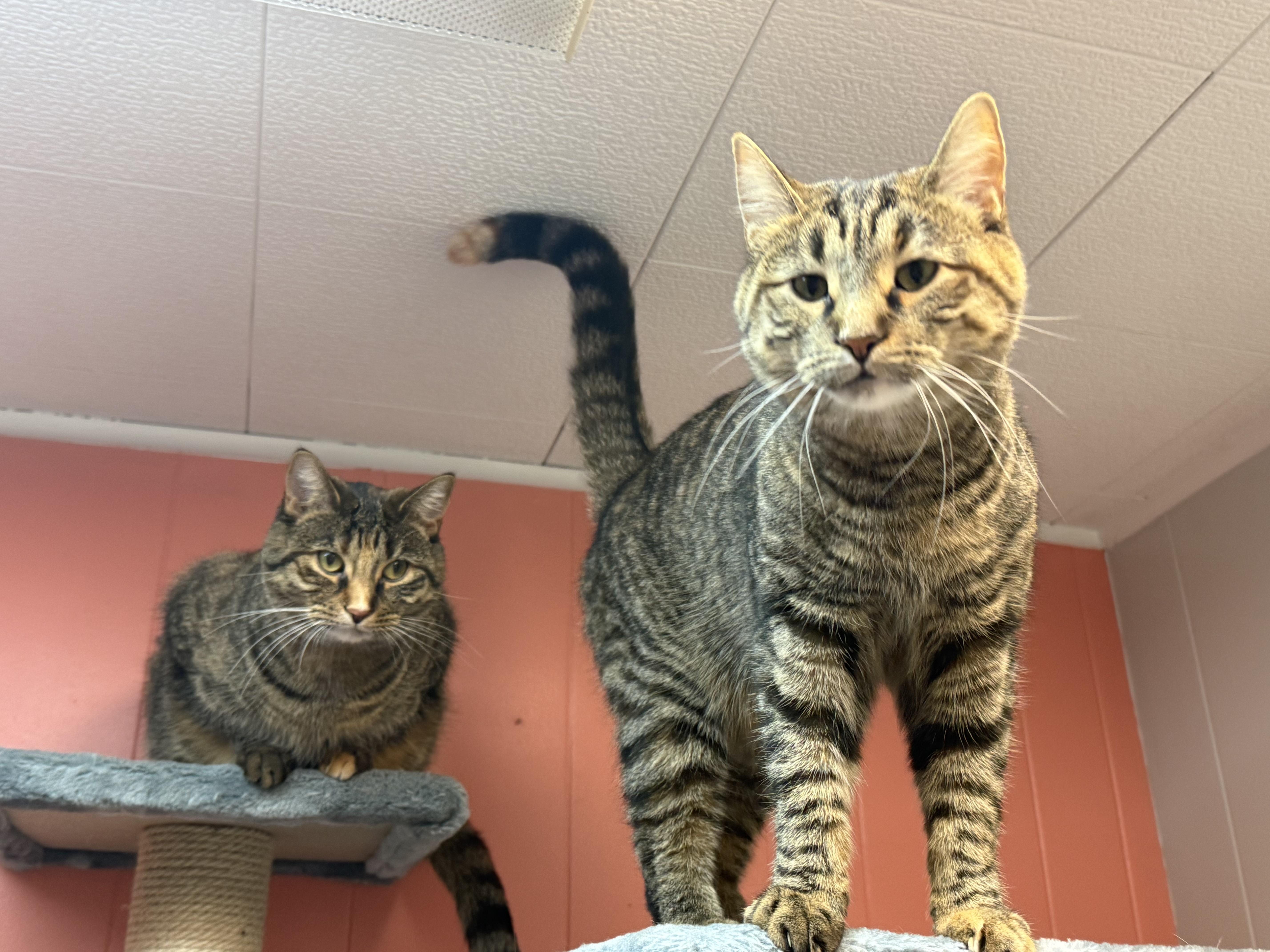 Enlarge Ash and Ember, a ADOPTABLE Domestic Short Hair in Neenah, WI image 6/6