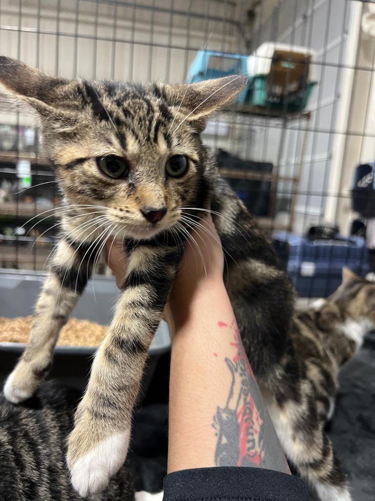 Enlarge Junior, a Adoptable mixed breed in Corpus Christi, TX image 2/3