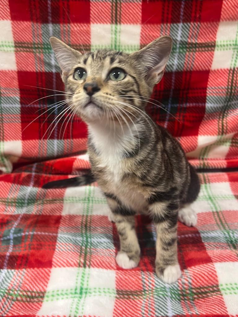 Enlarge Junior, a Adopted mixed breed in Corpus Christi, TX image 2/3