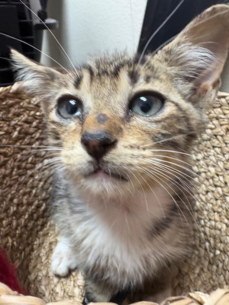 Enlarge Junior, a Adopted mixed breed in Corpus Christi, TX image 3/3