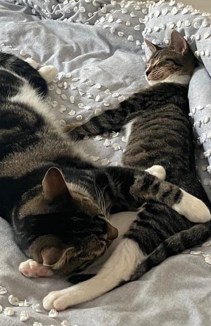 Enlarge Tim, a Adoptable mixed breed in Cary, NC image 1/6