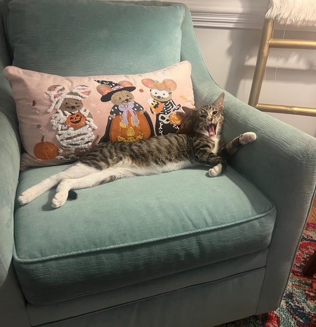 Enlarge Tim, a Adoptable mixed breed in Cary, NC image 2/6