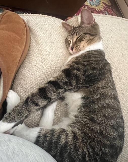 Enlarge Tim, a Adoptable mixed breed in Cary, NC image 4/6