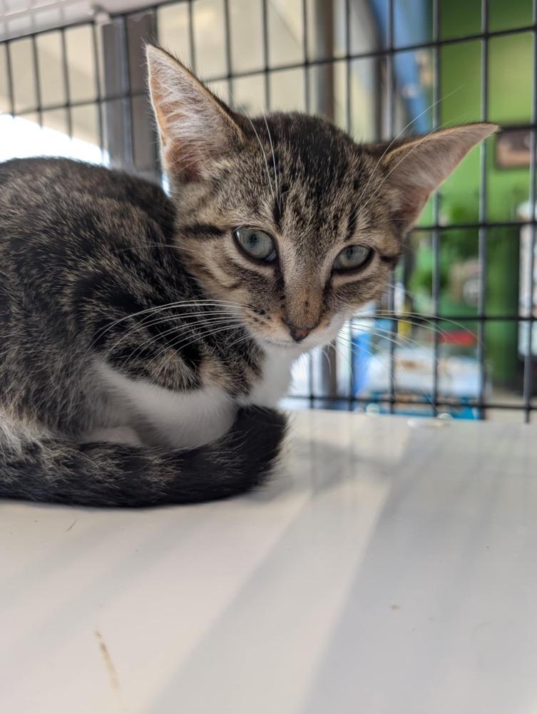 Enlarge Tim, a Adoptable mixed breed in Cary, NC image 5/6