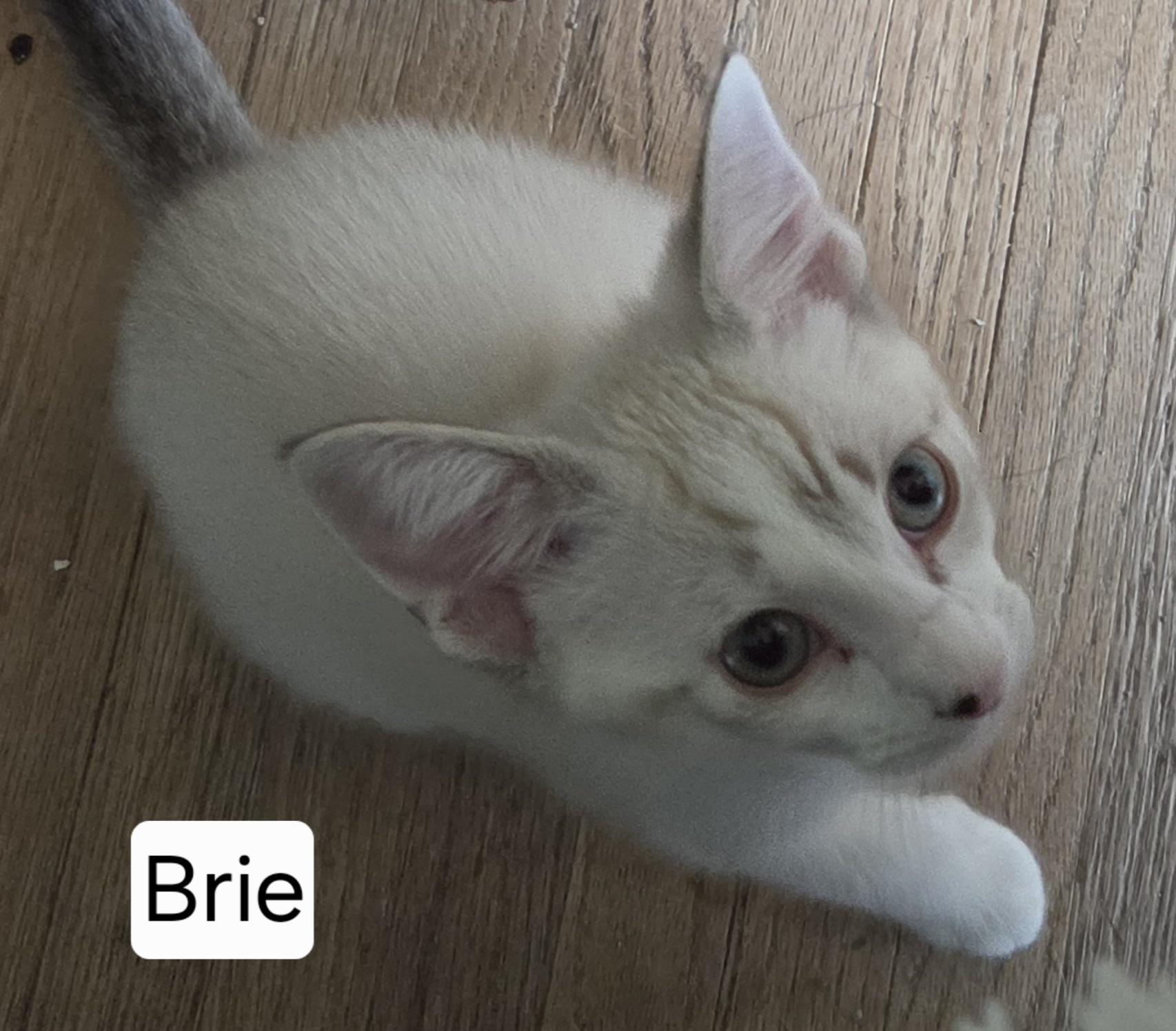 Brie, a ADOPTABLE mixed breed in Roseville, MN image 2/3
