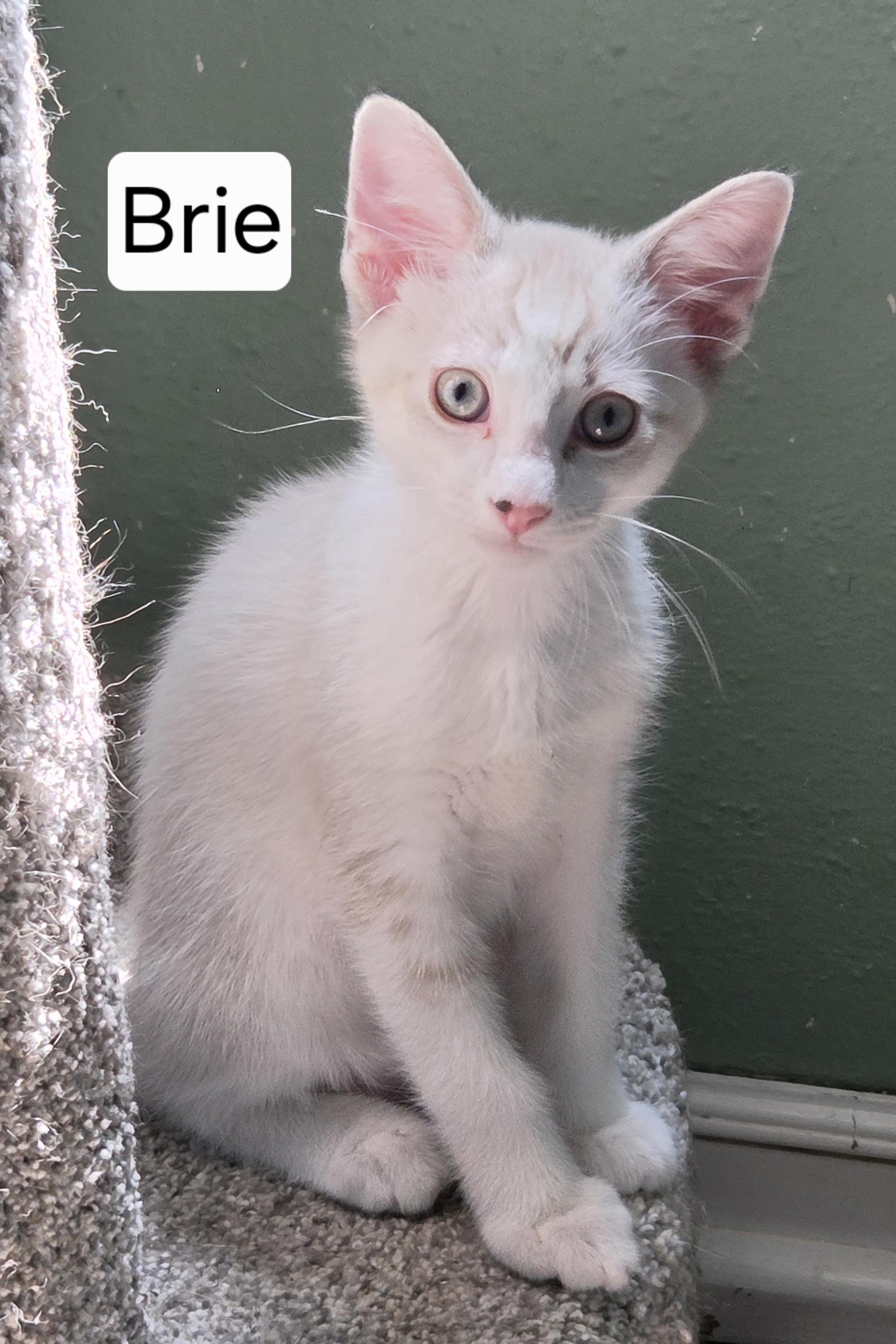 Brie, ADOPTABLE, Kitten Male Siamese & Domestic Short Hair.