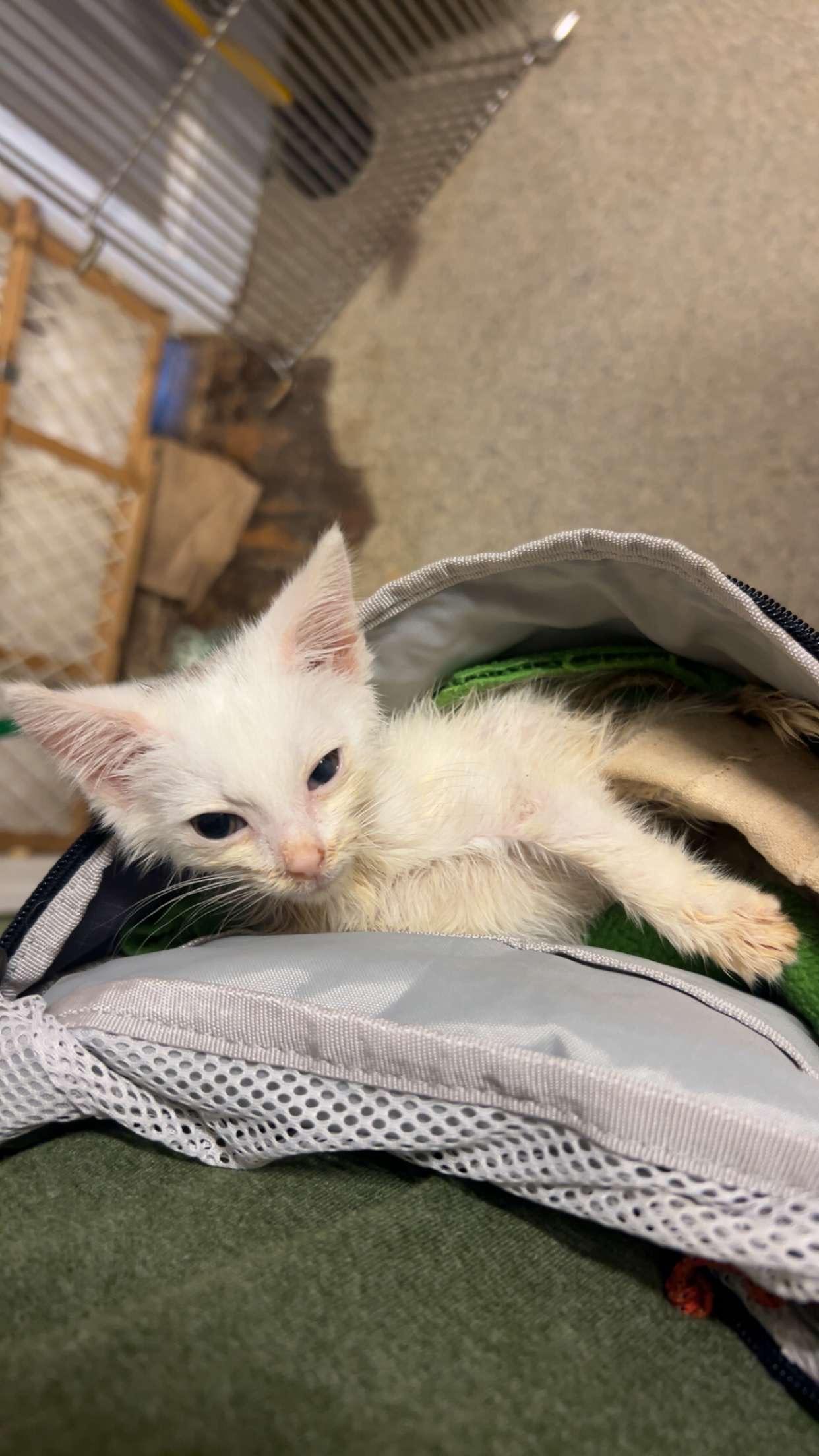 Enlarge Dolly, a Adoptable Domestic Short Hair in Colbert, GA image 2/3