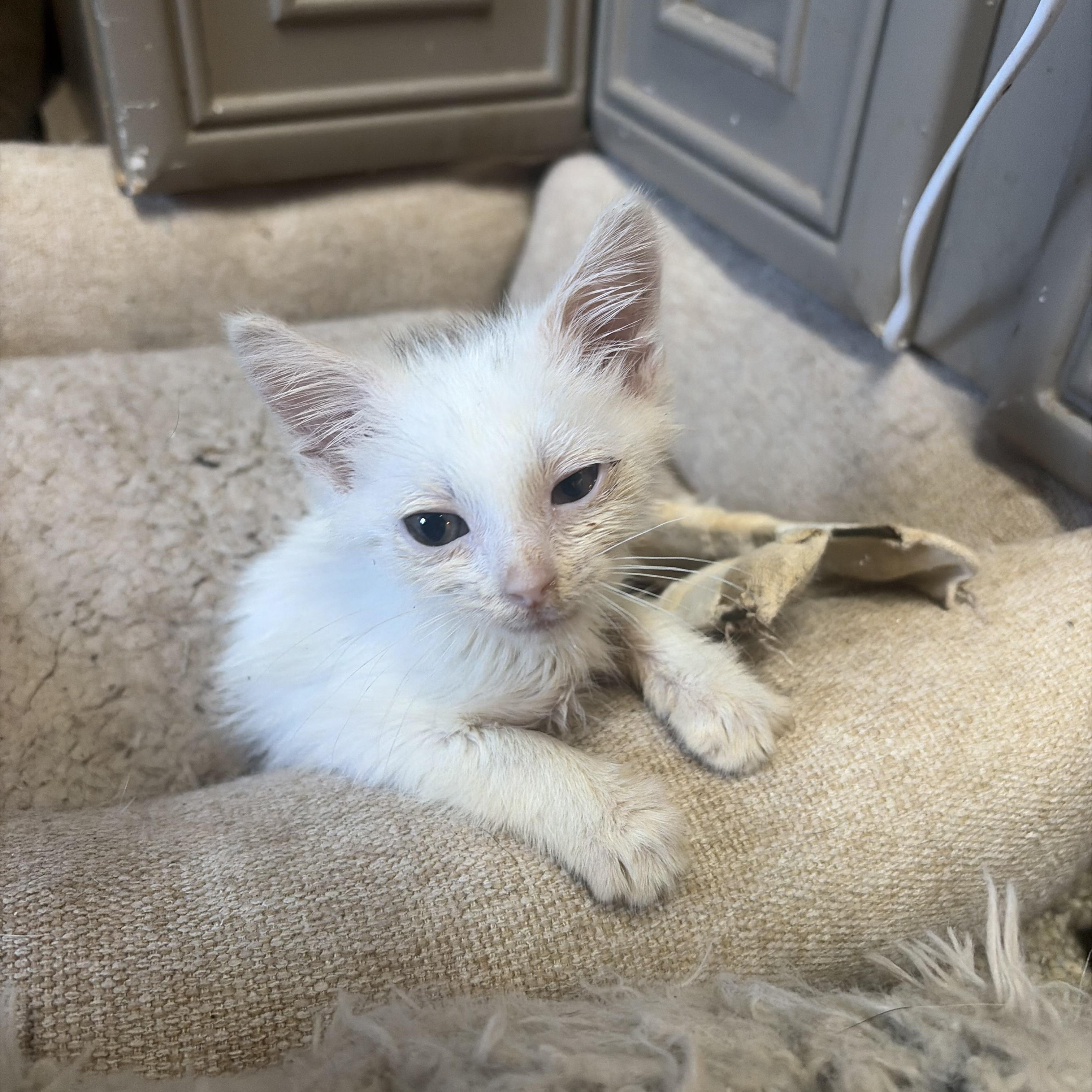 Dolly, Adoptable, Kitten Male Domestic Short Hair.