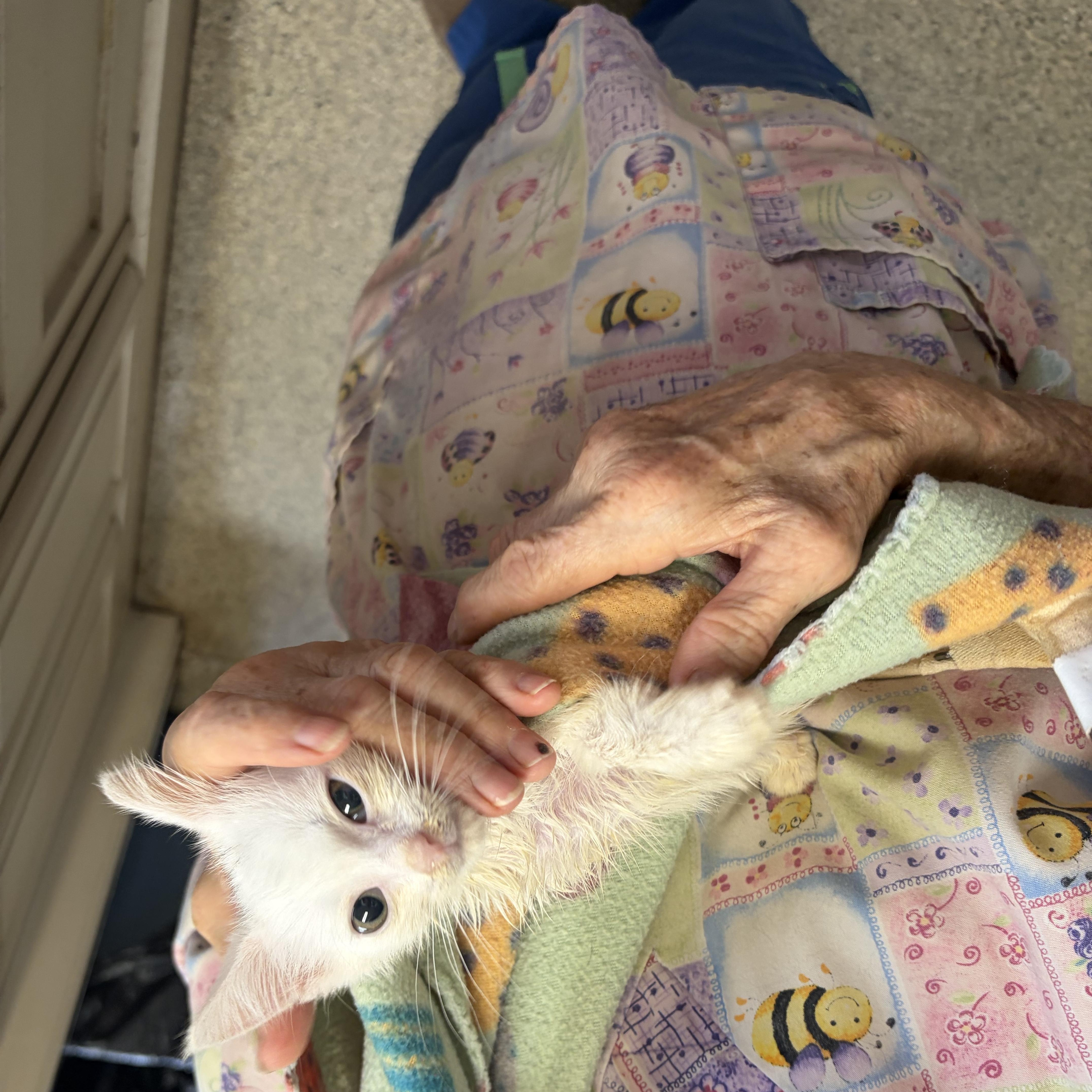 Enlarge Dolly, a Adoptable Domestic Short Hair in Colbert, GA image 3/3