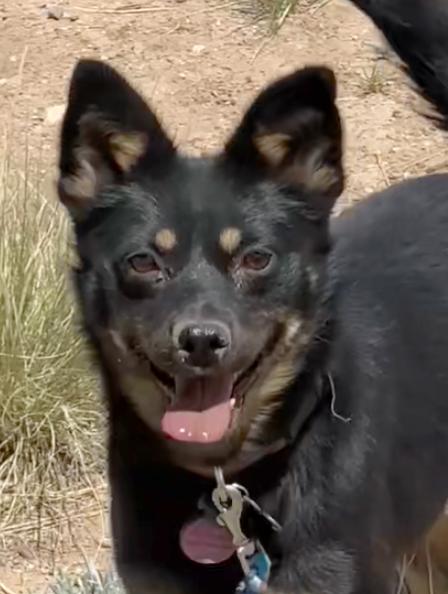 Taz, adoptable, Adult Female Pug & German Shepherd Dog.