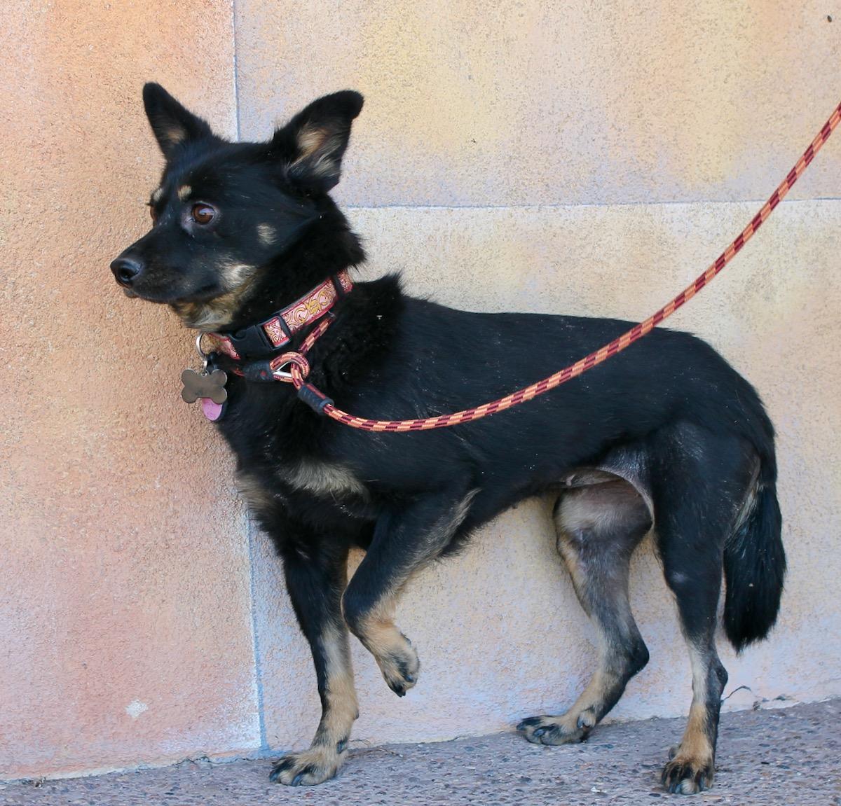 Enlarge Taz, an adoptable mixed breed in Albuquerque, NM image 5/5
