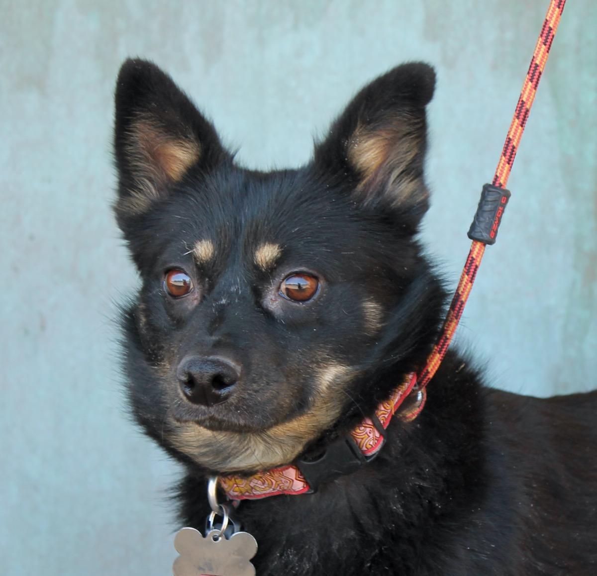 Enlarge Taz, an adoptable mixed breed in Albuquerque, NM image 3/5