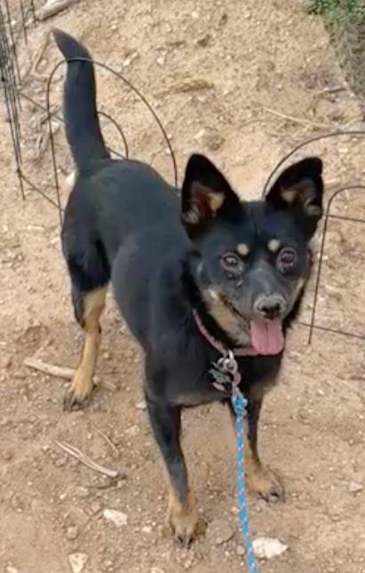 Taz, an adoptable mixed breed in Albuquerque, NM image 2/5