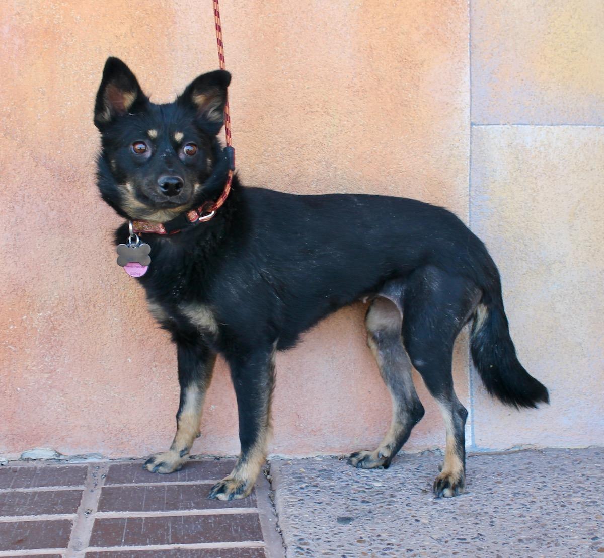 Enlarge Taz, an adoptable mixed breed in Albuquerque, NM image 1/5