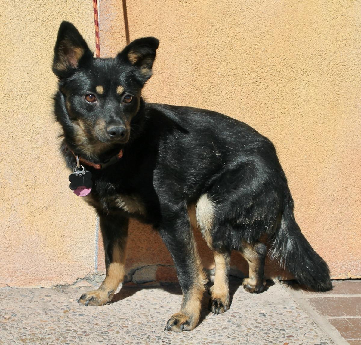 Taz, a ADOPTABLE mixed breed in Albuquerque, NM image 2/4