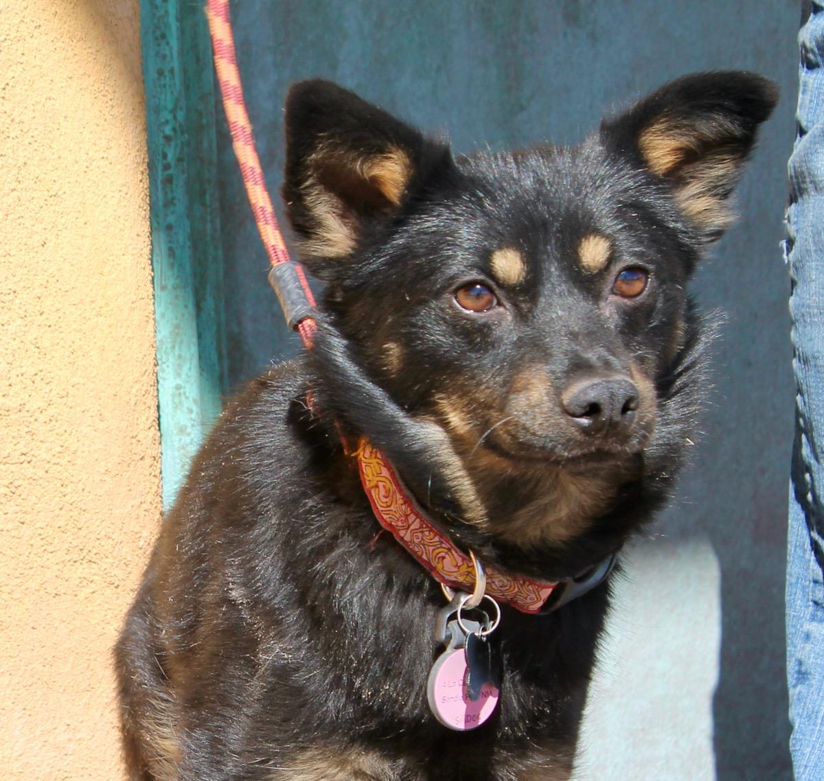 Taz, a ADOPTABLE mixed breed in Albuquerque, NM image 3/4