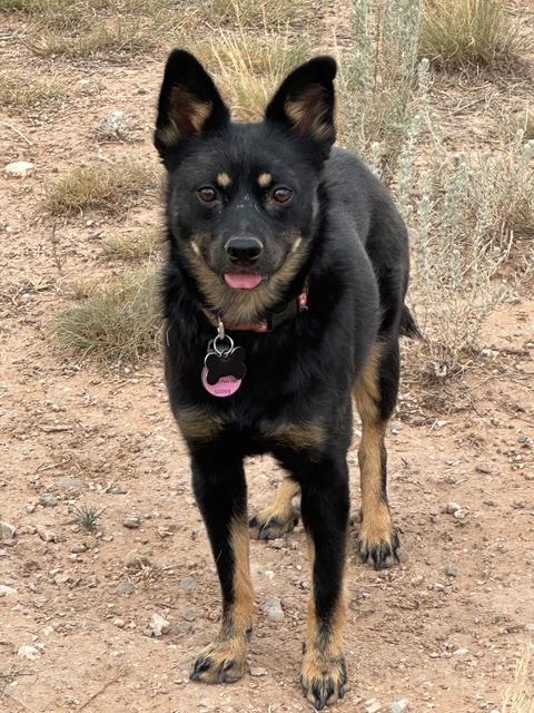 Taz, an adoptable mixed breed in Albuquerque, NM image 3/6