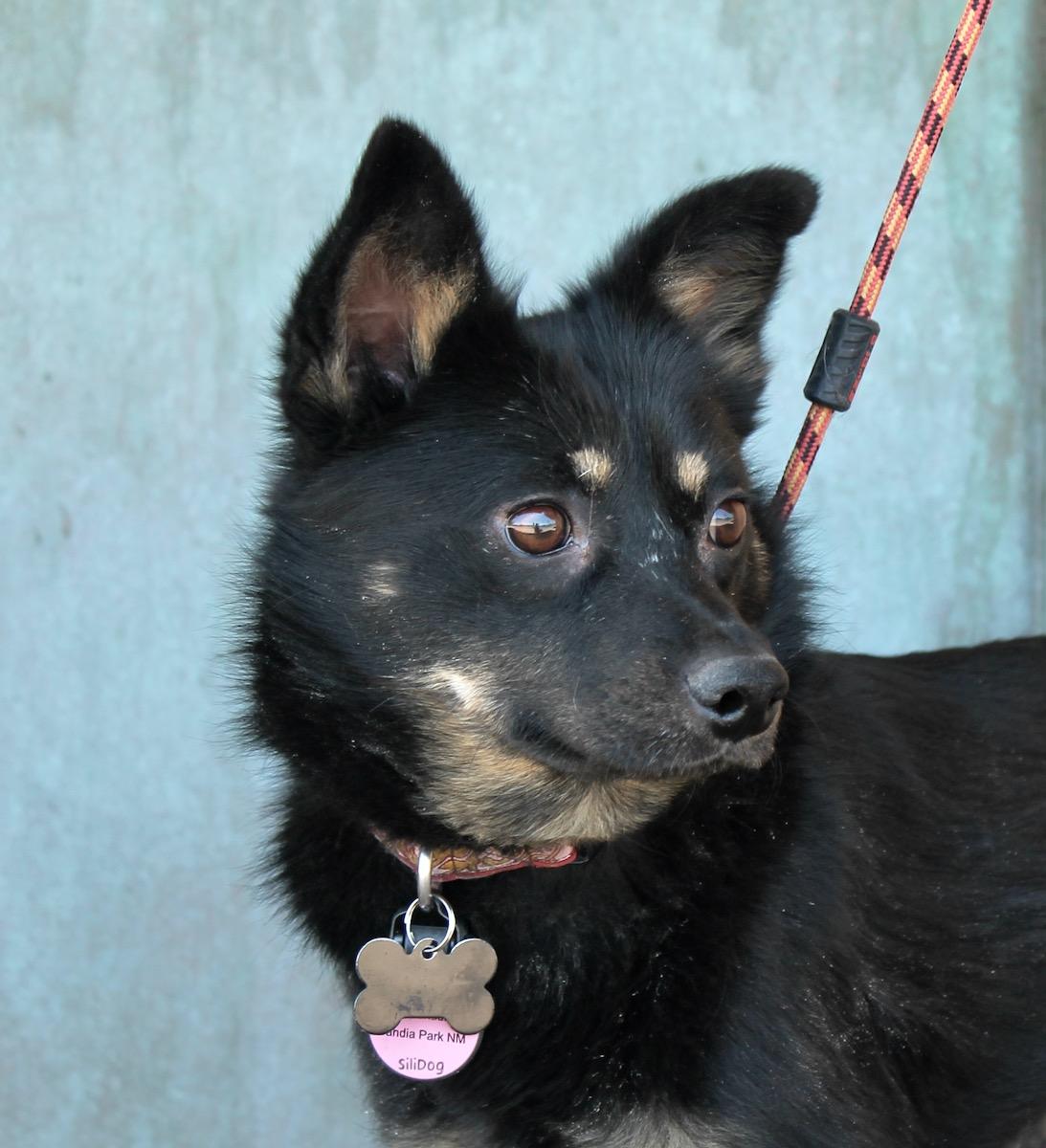 Enlarge Taz, an adoptable mixed breed in Albuquerque, NM image 4/5
