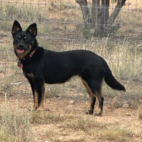 Taz, adoptable, Adult Female Pug & German Shepherd Dog.