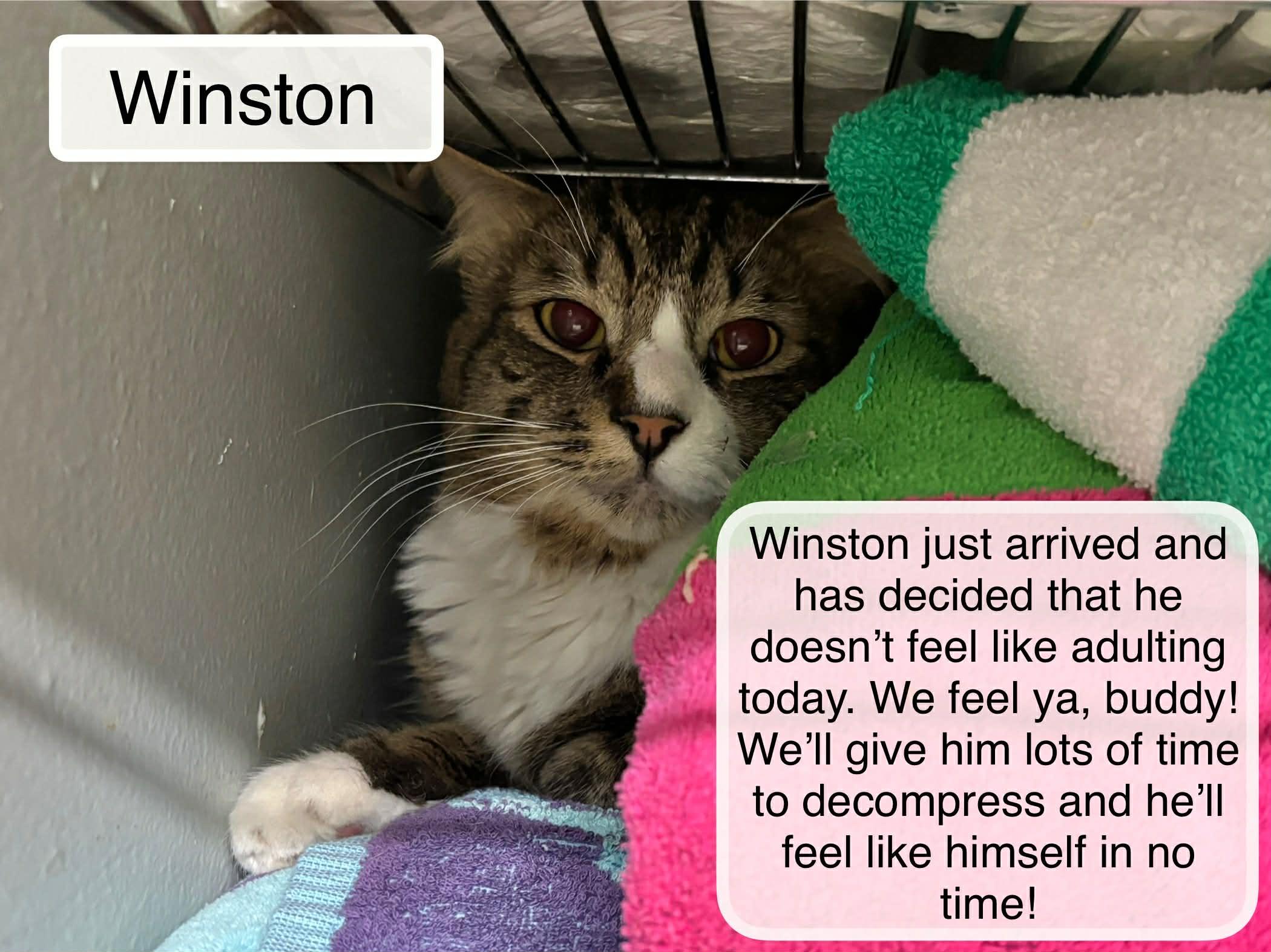 Enlarge Winston, a Adoptable Domestic Long Hair in Ellicott City, MD image 1/1