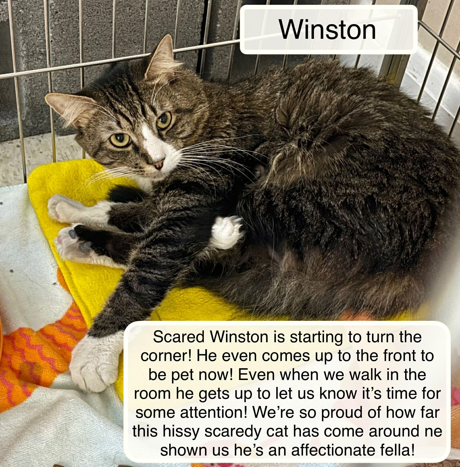 Winston, adoptable, Adult Male Domestic Long Hair.