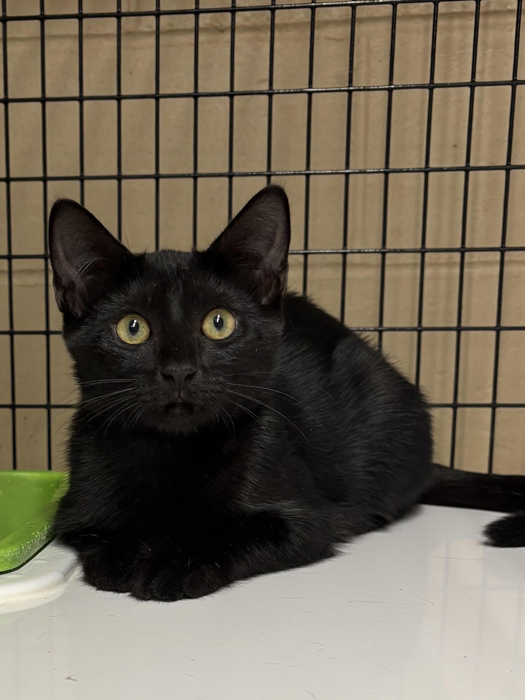 Enlarge Nash, a Adoptable Domestic Short Hair in Monticello, GA image 1/1